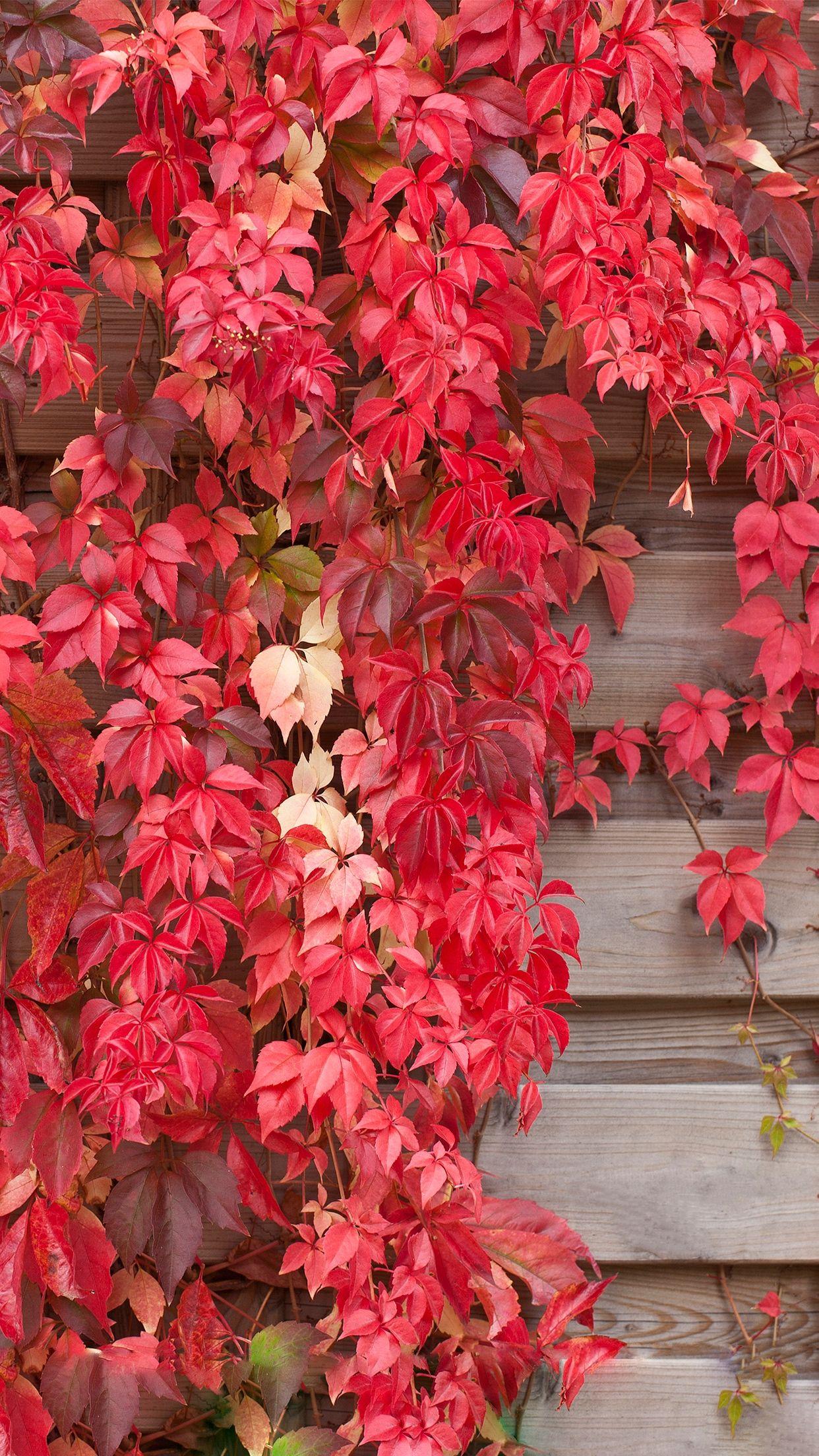 Red Leaf iPhone Wallpapers Top Free Red Leaf iPhone Backgrounds WallpaperAccess