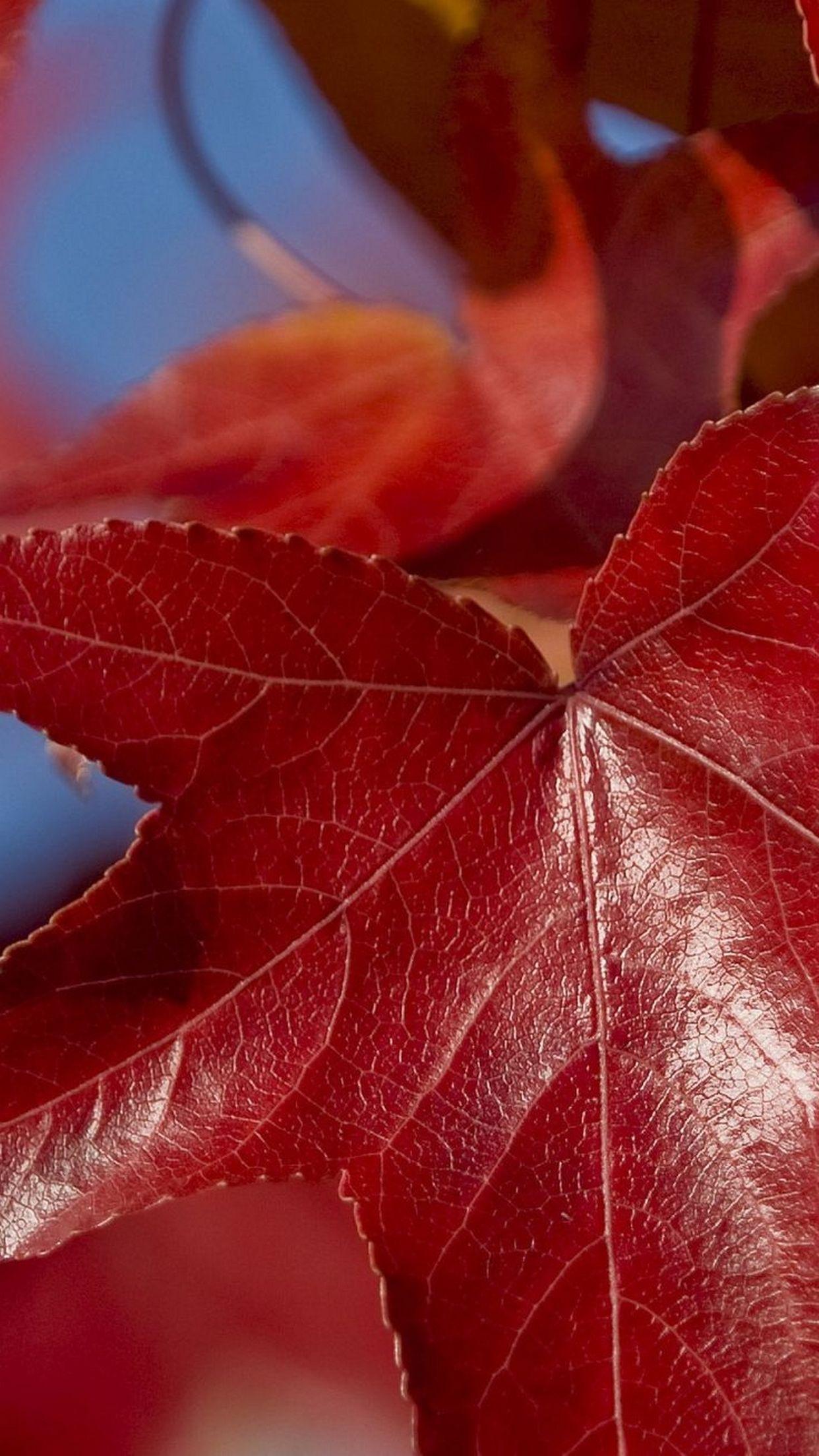 Red Leaf iPhone Wallpapers Top Free Red Leaf iPhone Backgrounds WallpaperAccess