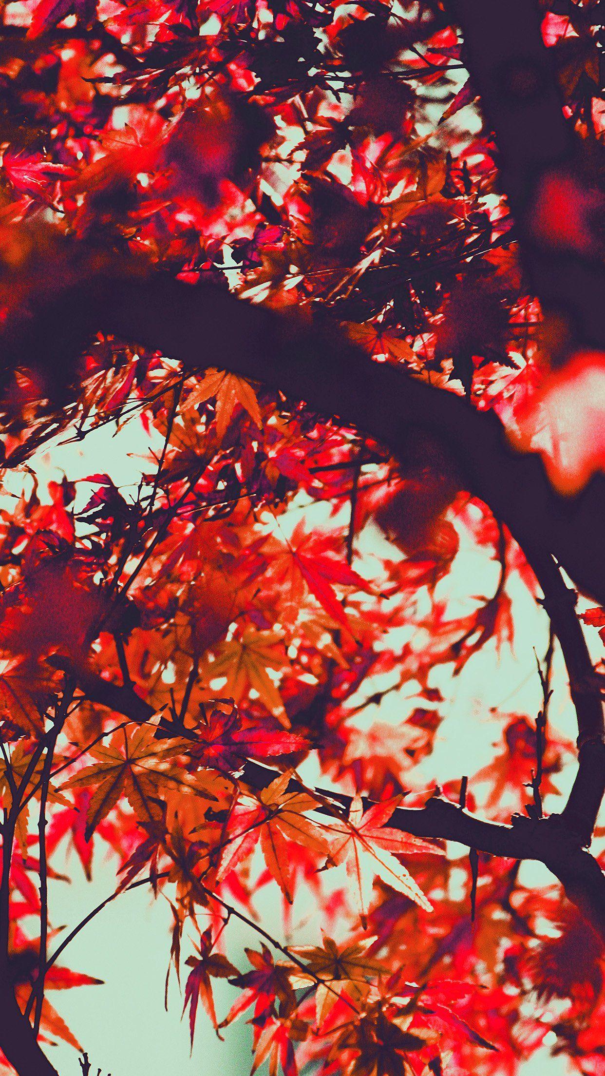Red Leaf iPhone Wallpapers Top Free Red Leaf iPhone Backgrounds WallpaperAccess