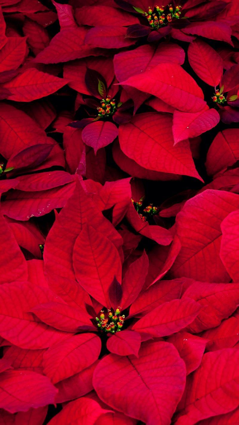 Red Leaf iPhone Wallpapers Top Free Red Leaf iPhone Backgrounds WallpaperAccess