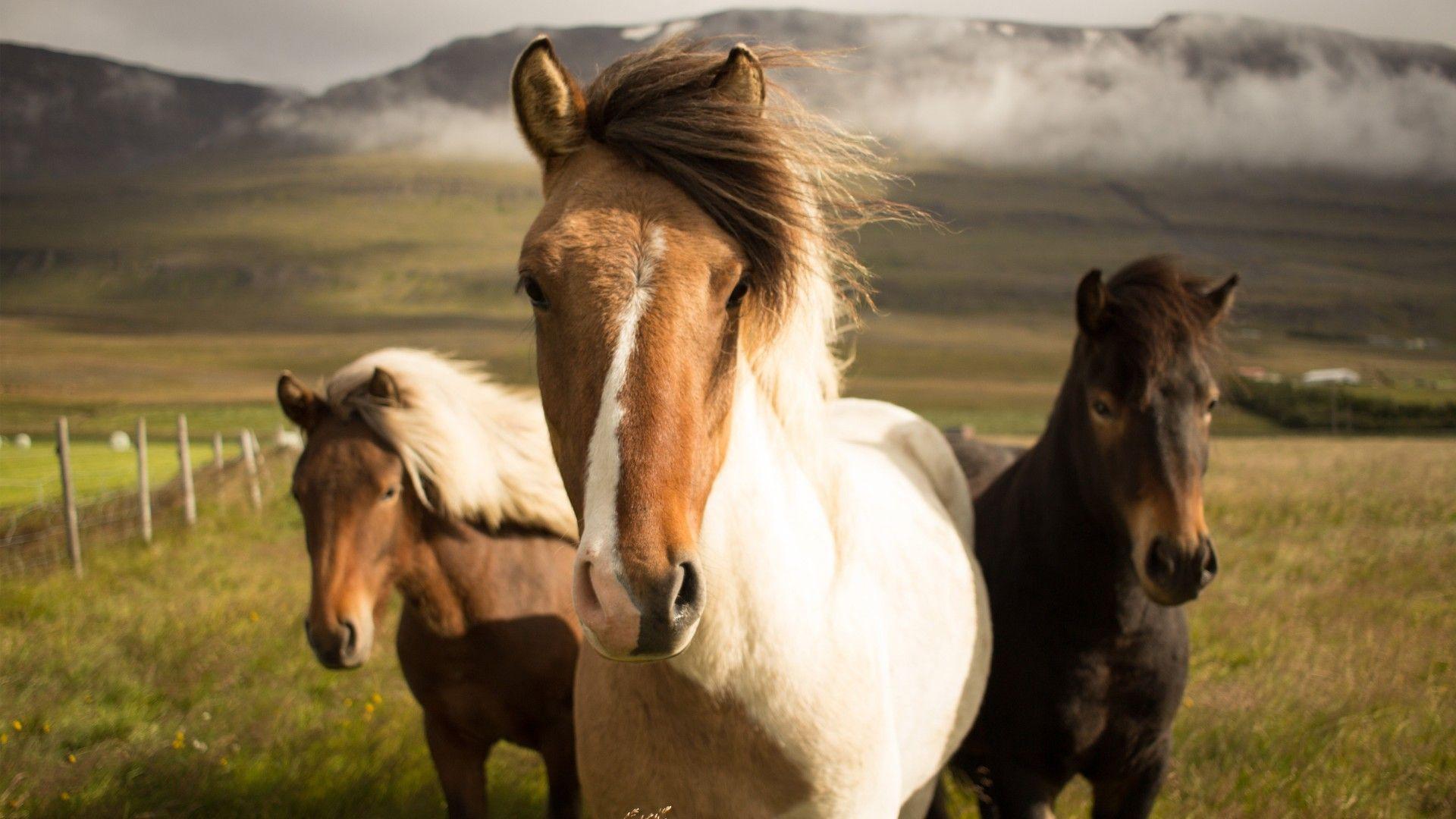 Iceland Horse Wallpapers Top Free Iceland Horse Backgrounds