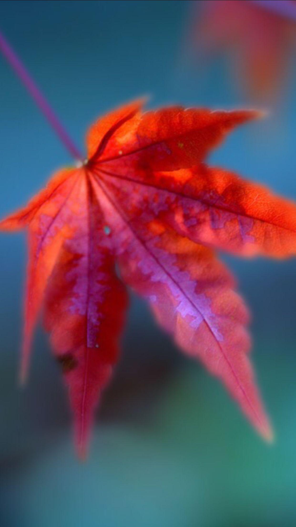 Red Leaf iPhone Wallpapers Top Free Red Leaf iPhone Backgrounds WallpaperAccess