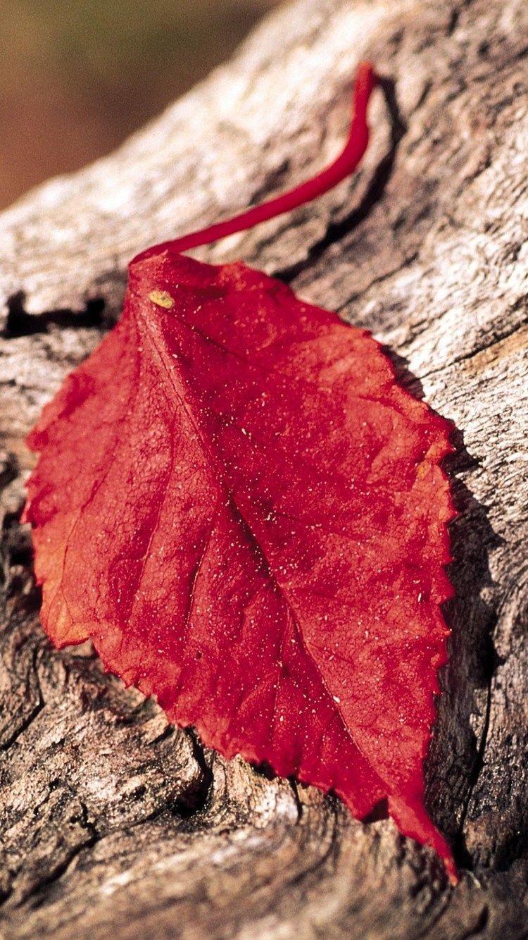 Red Leaf iPhone Wallpapers Top Free Red Leaf iPhone Backgrounds WallpaperAccess