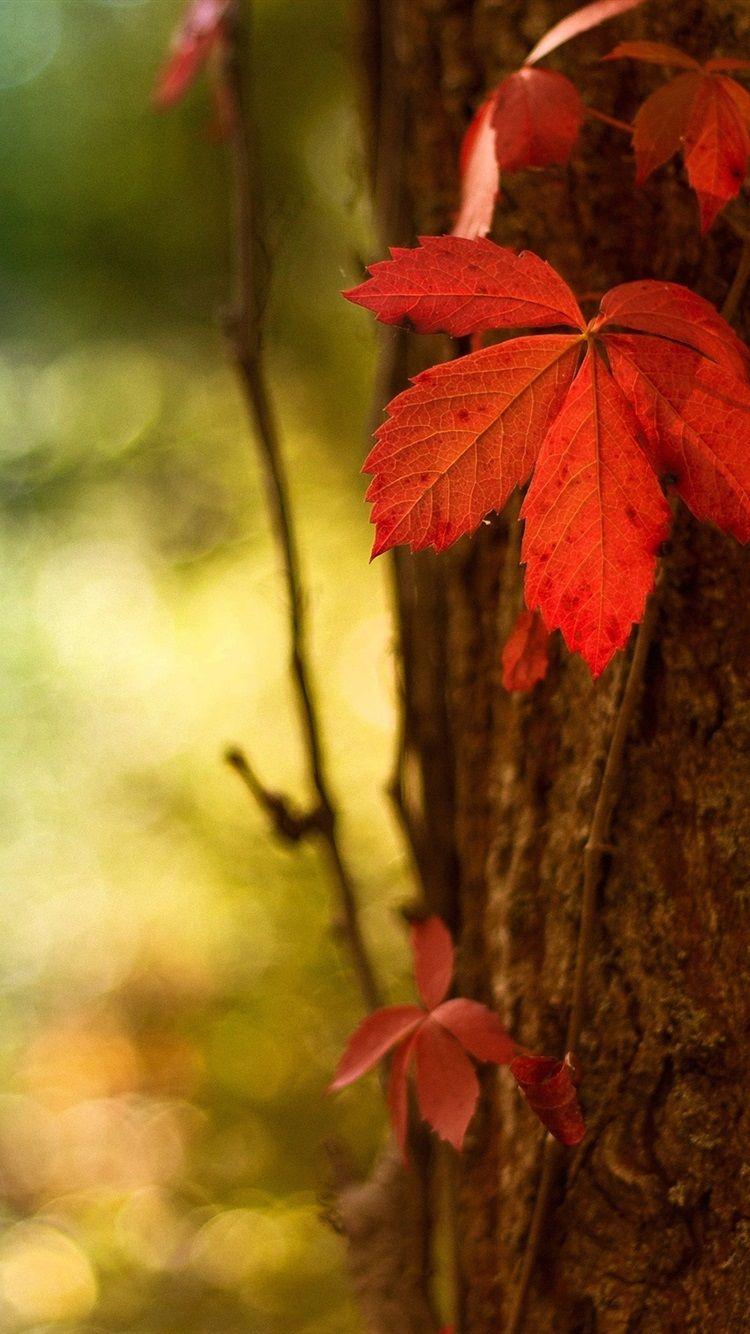 Red Leaf iPhone Wallpapers Top Free Red Leaf iPhone Backgrounds WallpaperAccess