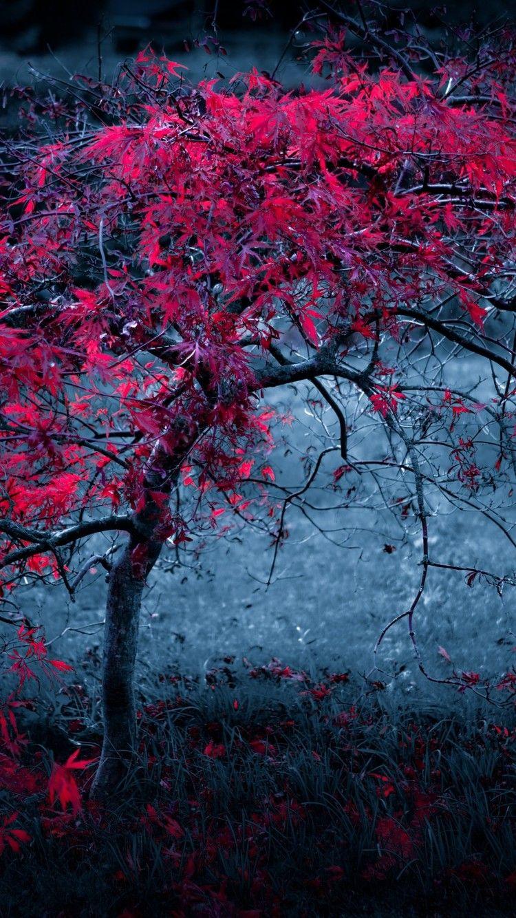 Red Leaf iPhone Wallpapers Top Free Red Leaf iPhone Backgrounds WallpaperAccess