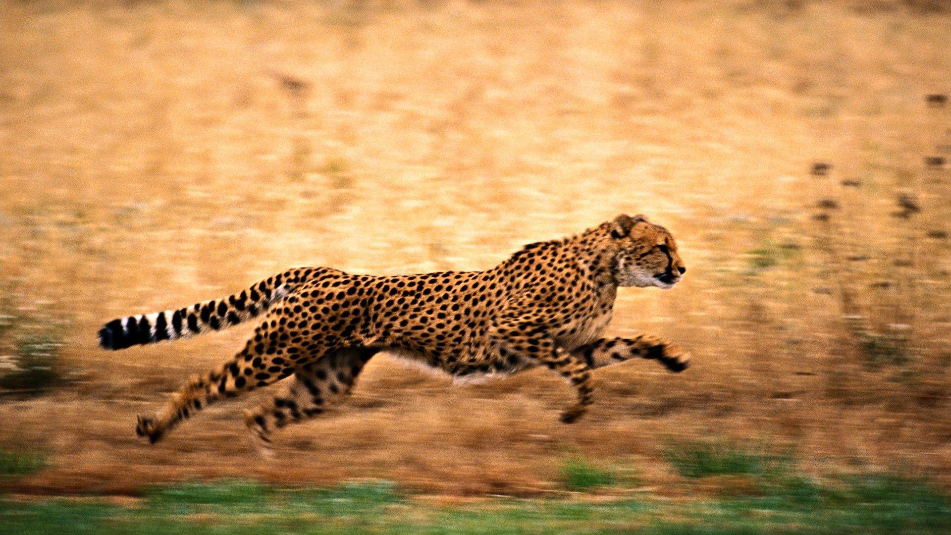 Cheetah HD Wallpapers Top Free Cheetah HD Backgrounds WallpaperAccess