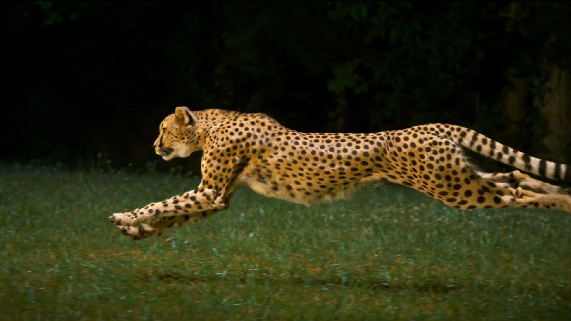 Cheetah HD Wallpapers Top Free Cheetah HD Backgrounds WallpaperAccess