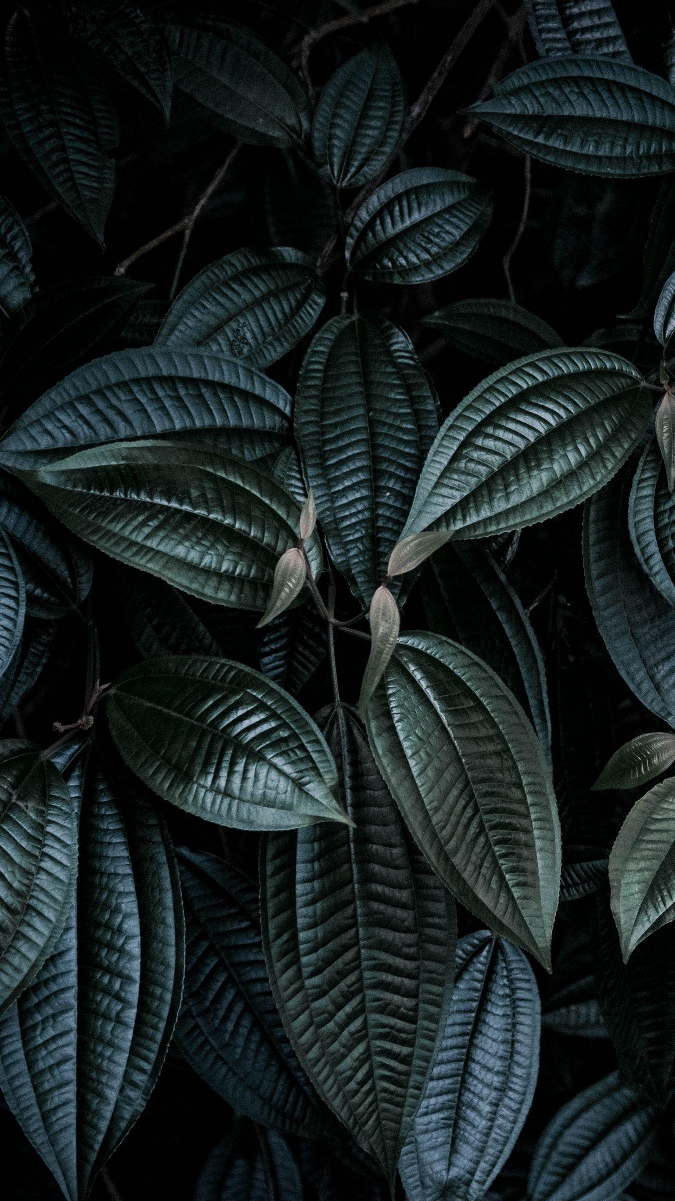 Black Leaf Wallpapers Top Free Black Leaf Backgrounds WallpaperAccess