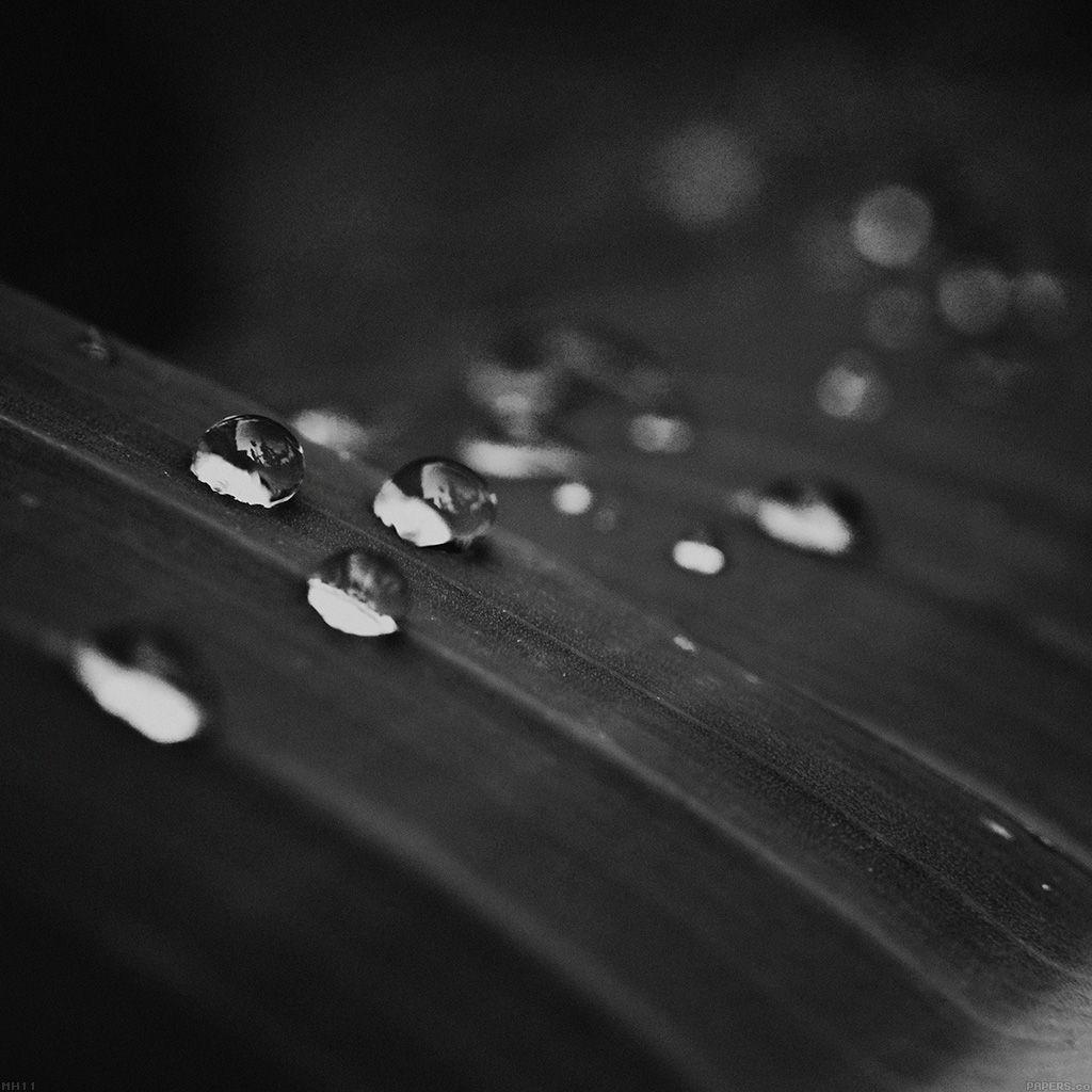 Black Leaf Wallpapers Top Free Black Leaf Backgrounds WallpaperAccess