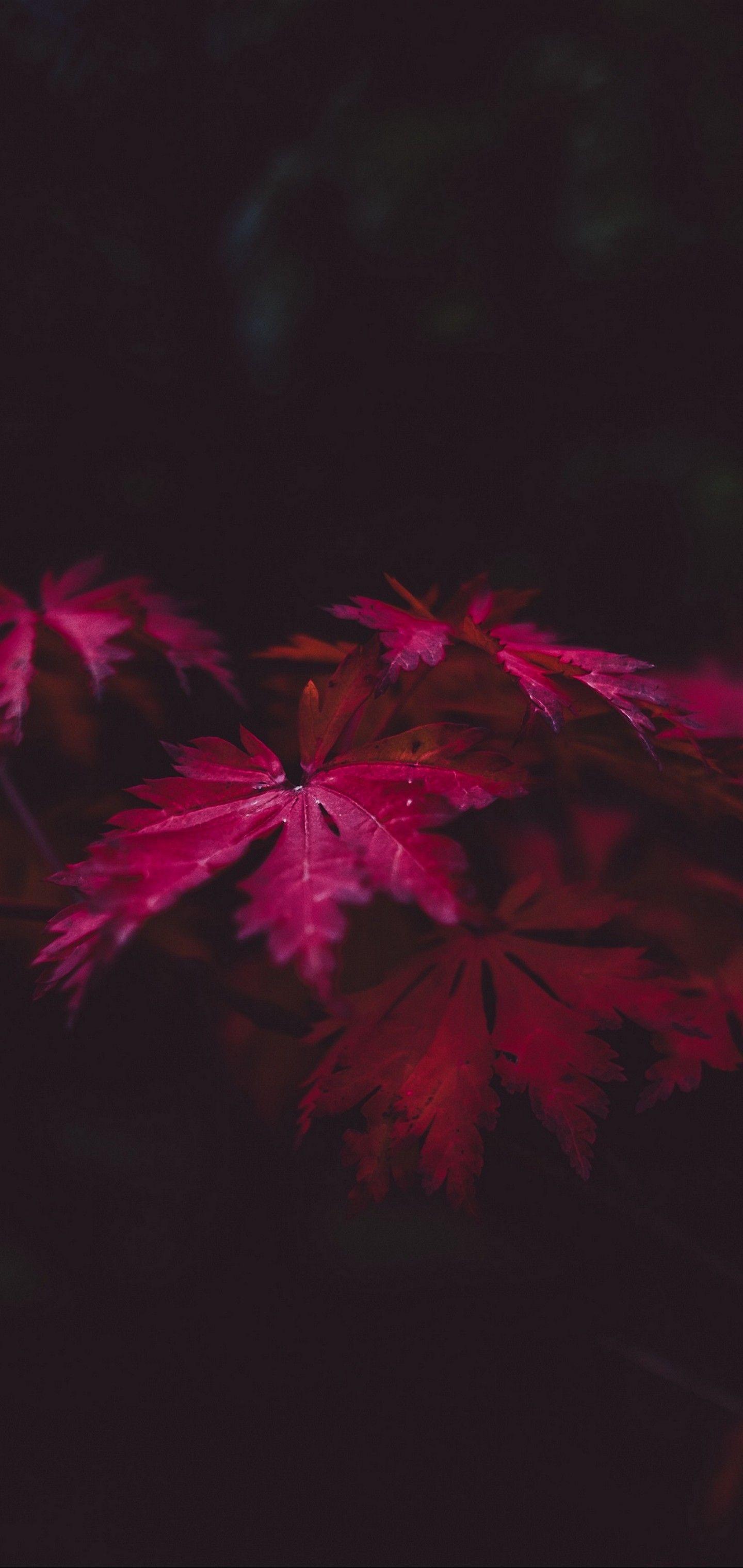 Black Leaf Wallpapers Top Free Black Leaf Backgrounds WallpaperAccess