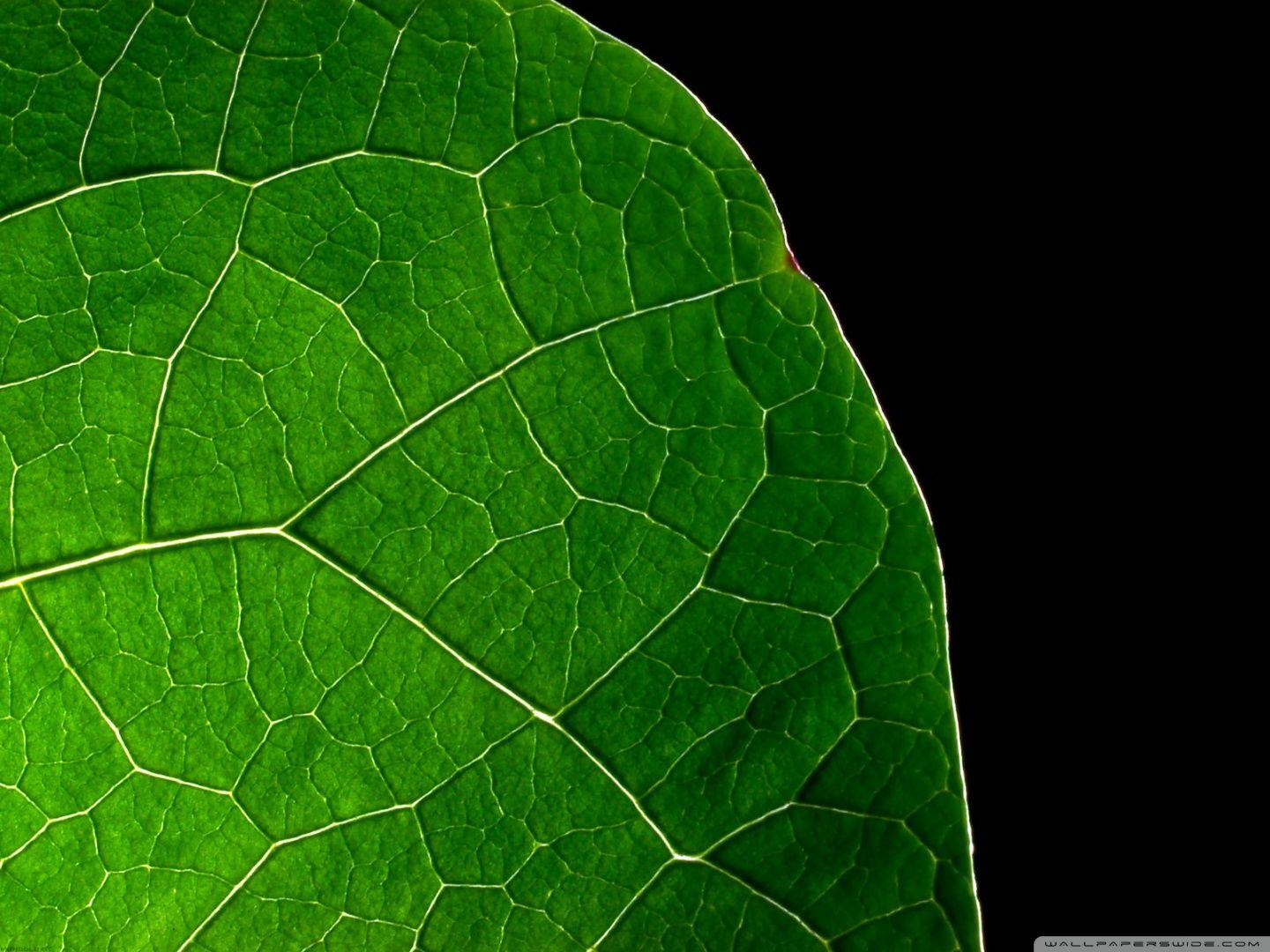 Black Leaf Wallpapers Top Free Black Leaf Backgrounds WallpaperAccess
