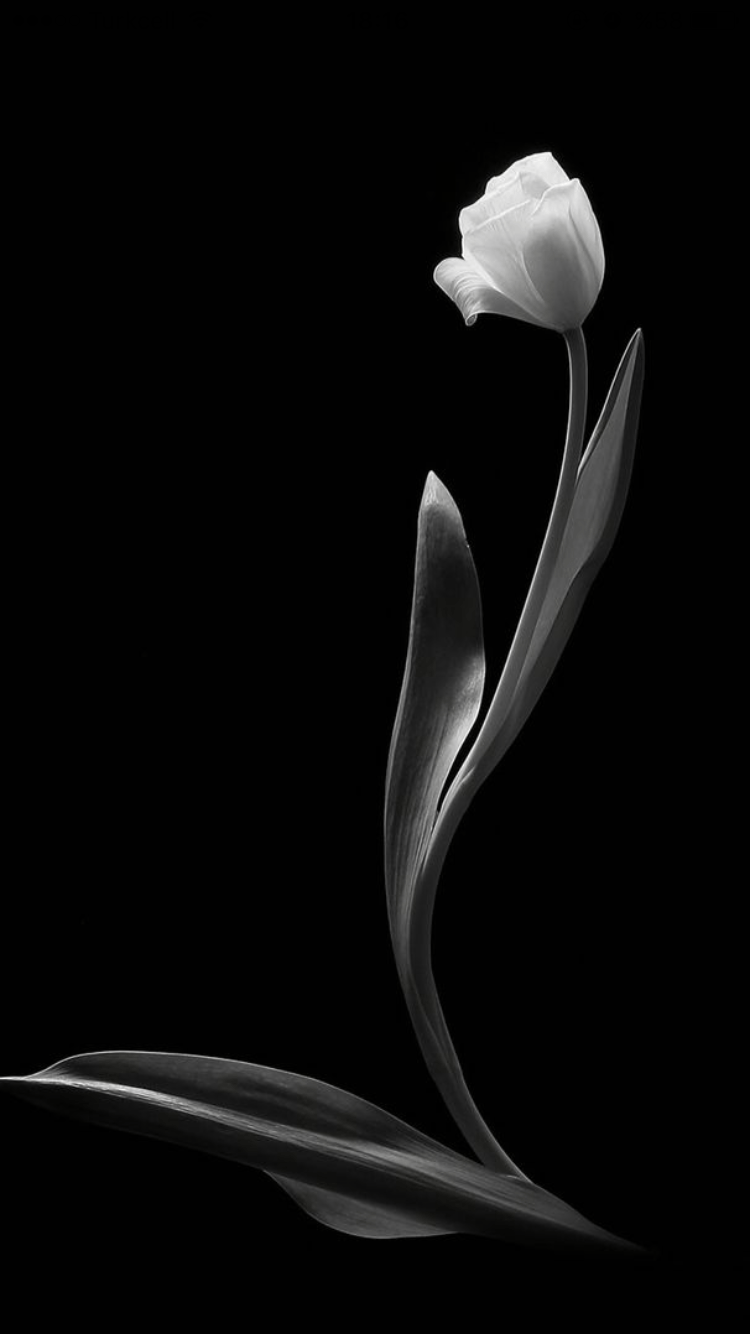 Black Tulip Wallpapers Top Free Black Tulip Backgrounds WallpaperAccess