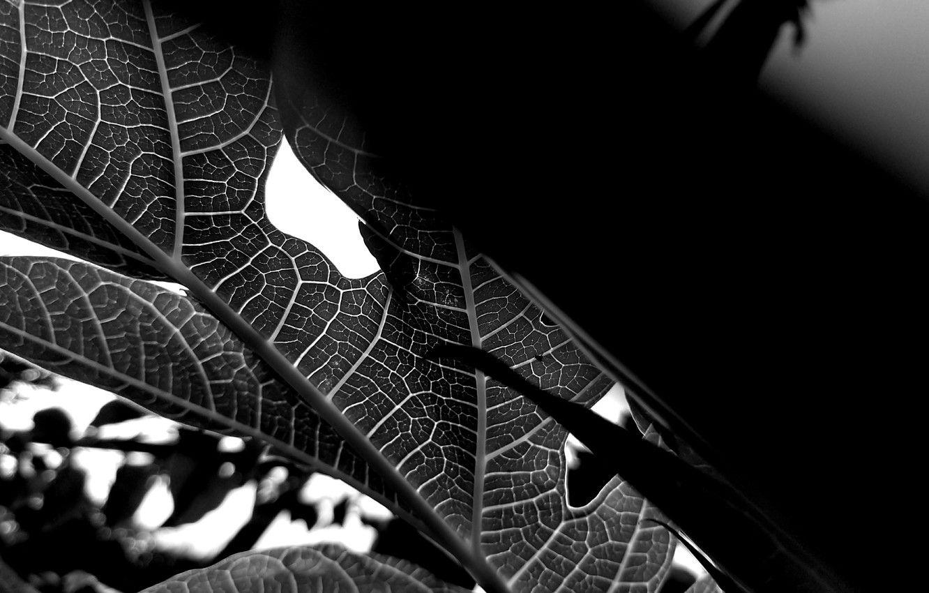 Black Leaf Wallpapers Top Free Black Leaf Backgrounds WallpaperAccess