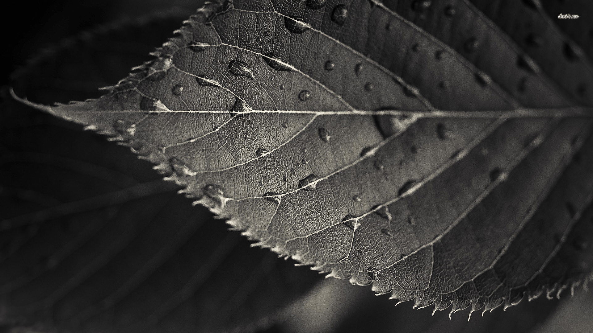 Black Leaf Wallpapers Top Free Black Leaf Backgrounds WallpaperAccess