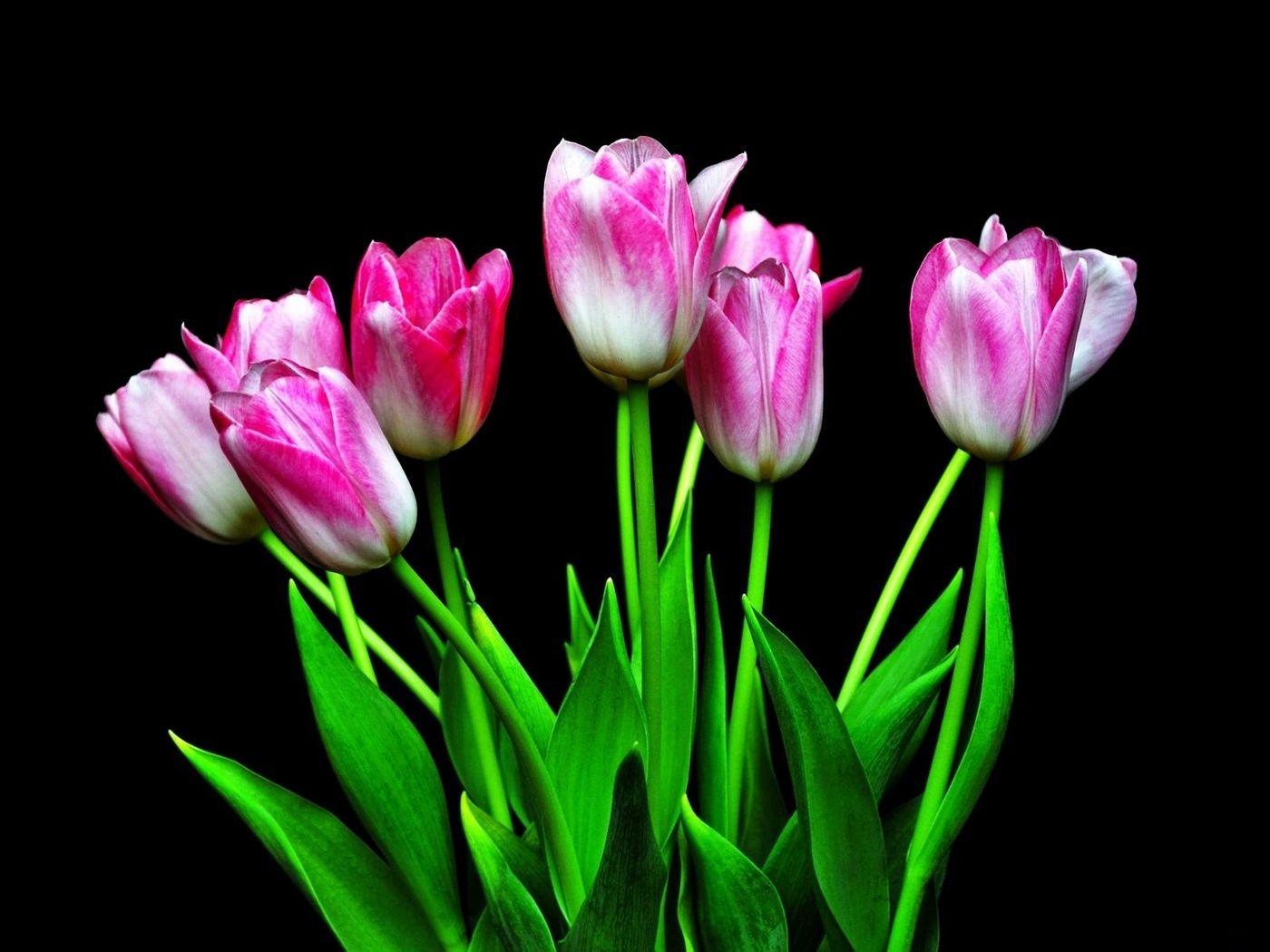 Black Tulip Wallpapers Top Free Black Tulip Backgrounds WallpaperAccess