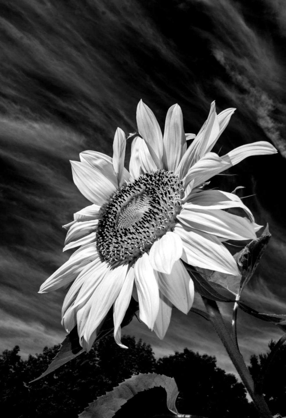 Black Sunflower Wallpapers Top Free Black Sunflower Backgrounds