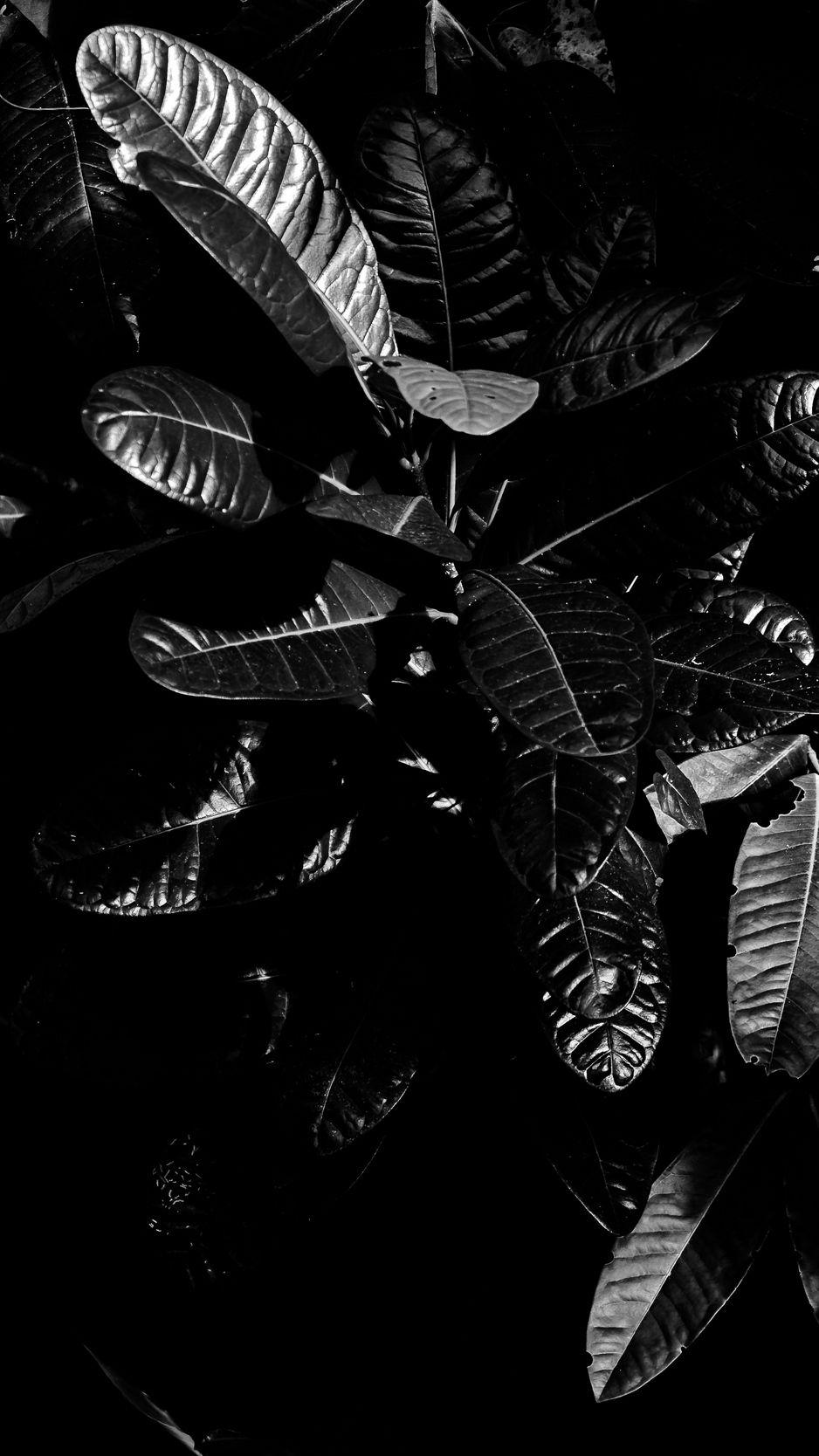 Black Leaf Wallpapers Top Free Black Leaf Backgrounds WallpaperAccess