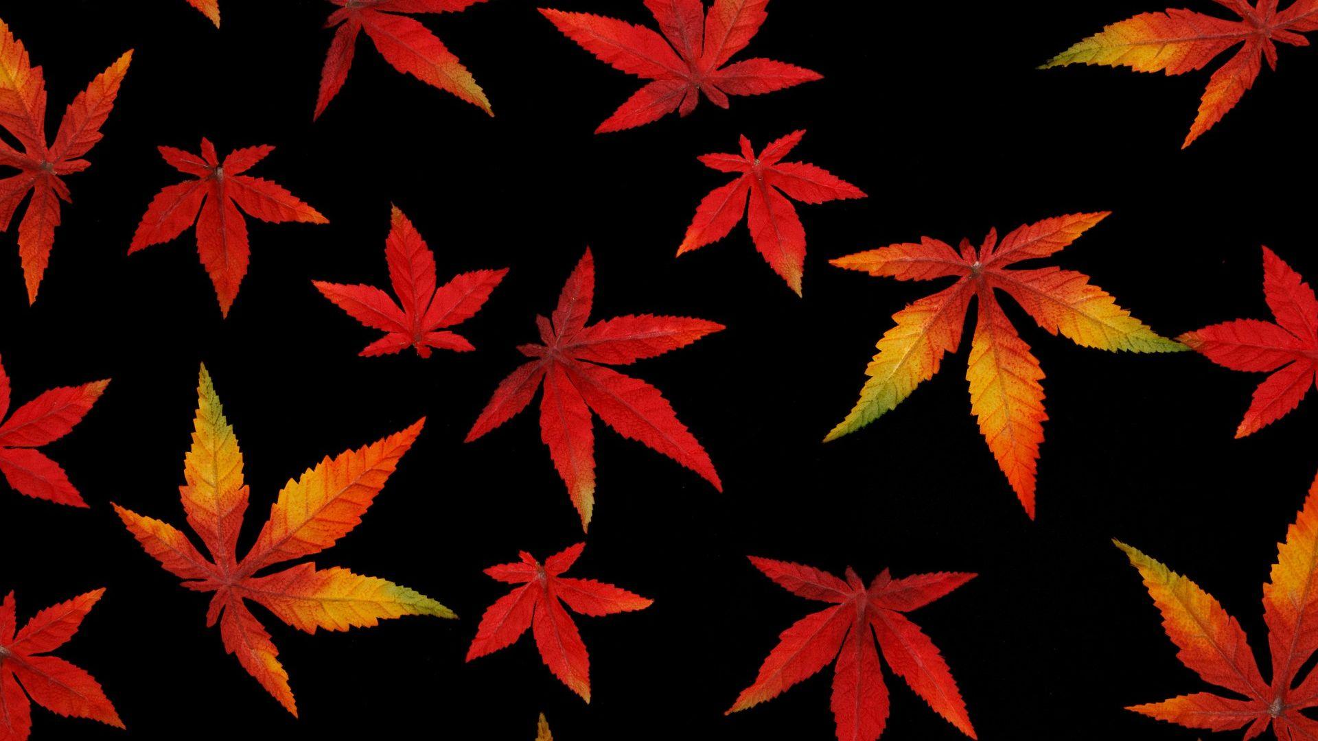 Black Leaf Wallpapers Top Free Black Leaf Backgrounds WallpaperAccess