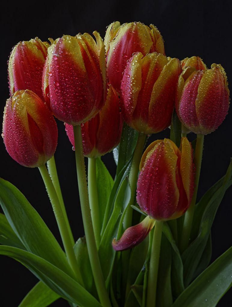 Black Tulip Wallpapers Top Free Black Tulip Backgrounds WallpaperAccess