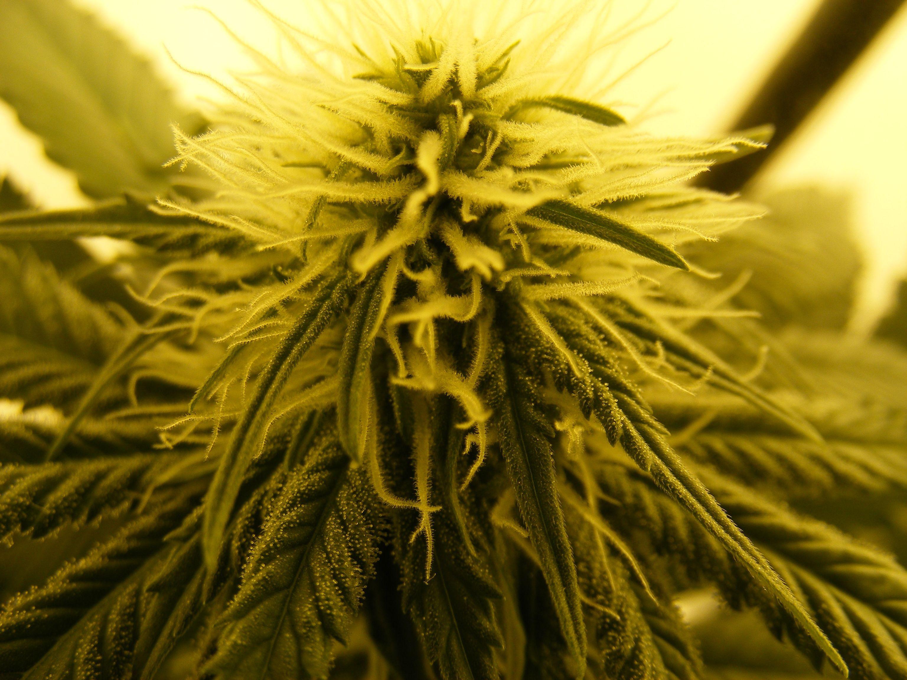 Pot Wallpapers Top Free Pot Backgrounds WallpaperAccess