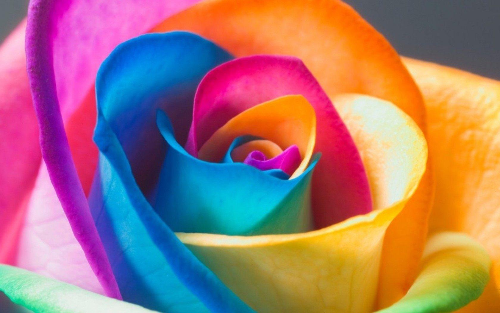 Neon Flowers Wallpapers Top Free Neon Flowers Backgrounds