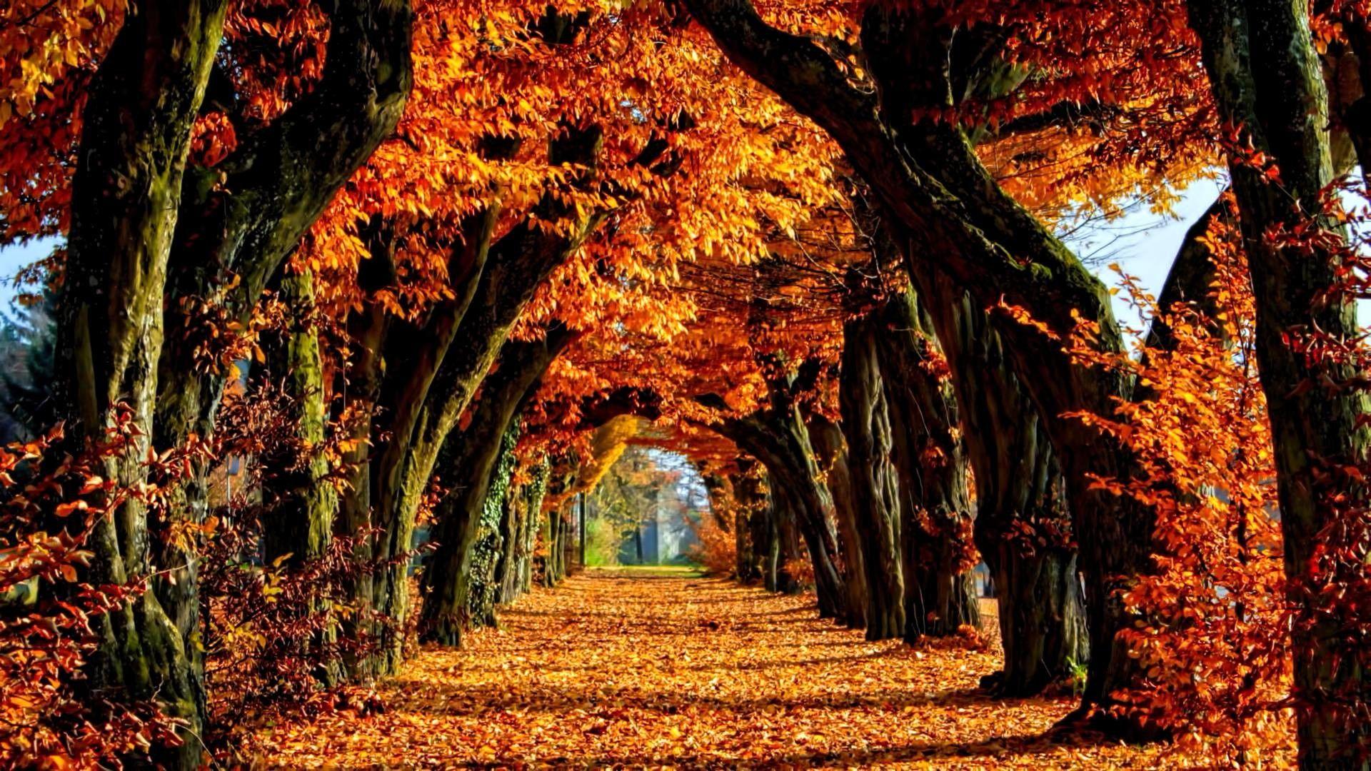 Fall Colors HD Wallpapers Top Free Fall Colors HD Backgrounds WallpaperAccess