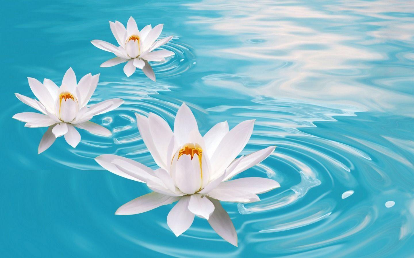 Water Flower Wallpapers Top Free Water Flower Backgrounds