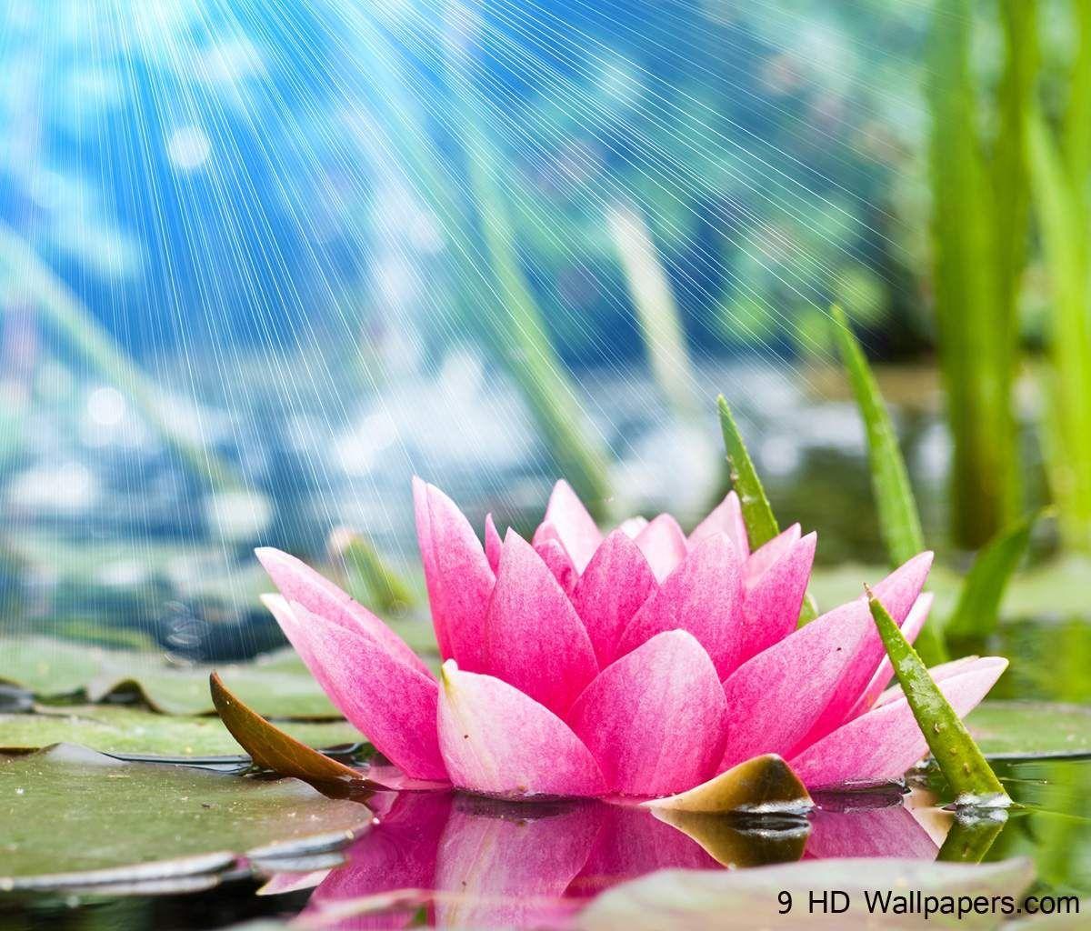 Zen Lotus HD Wallpapers Top Free Zen Lotus HD Backgrounds