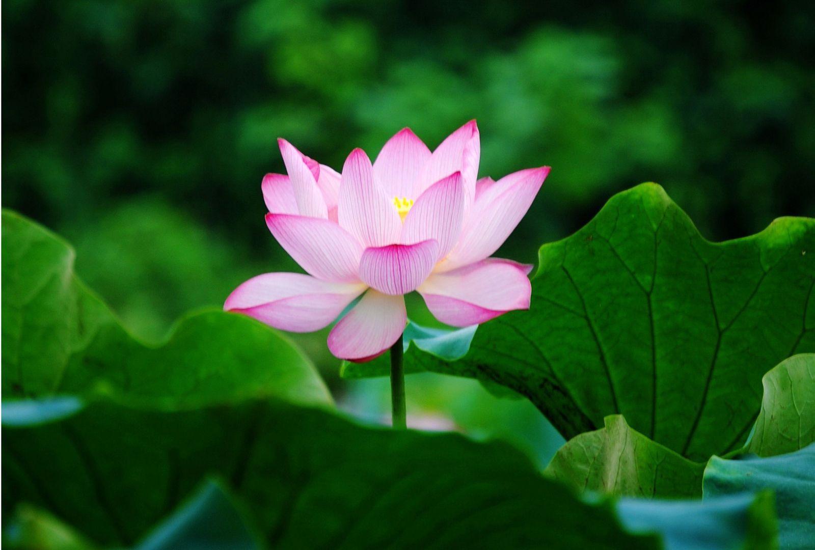 Lotus Flower Wallpapers Top Free Lotus Flower Backgrounds