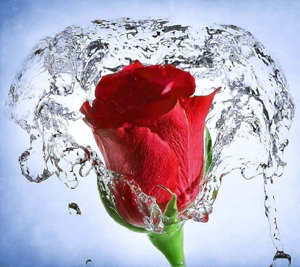 Water Flower Wallpapers Top Free Water Flower Backgrounds