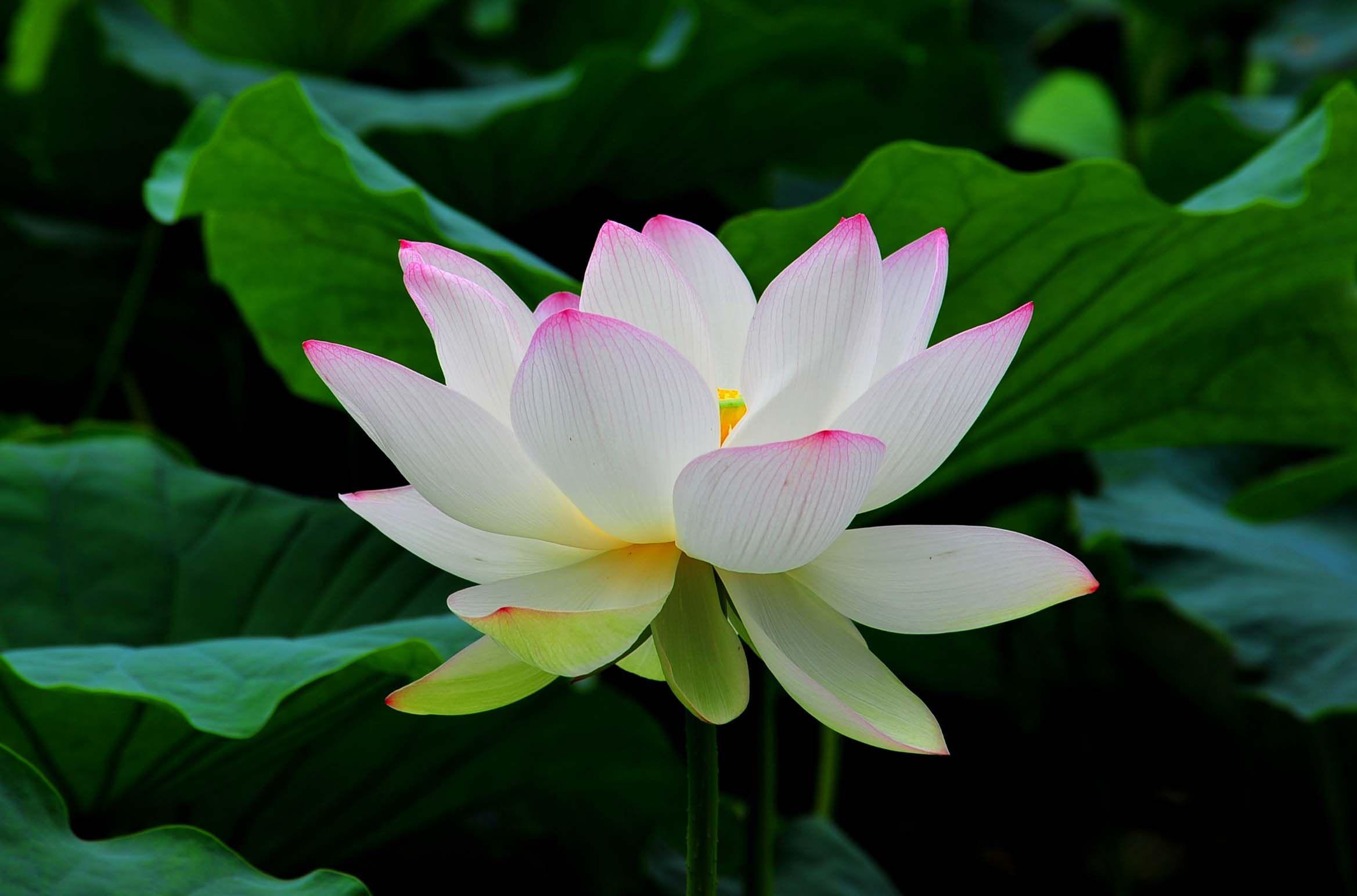 White Lotus Wallpapers Top Free White Lotus Backgrounds WallpaperAccess