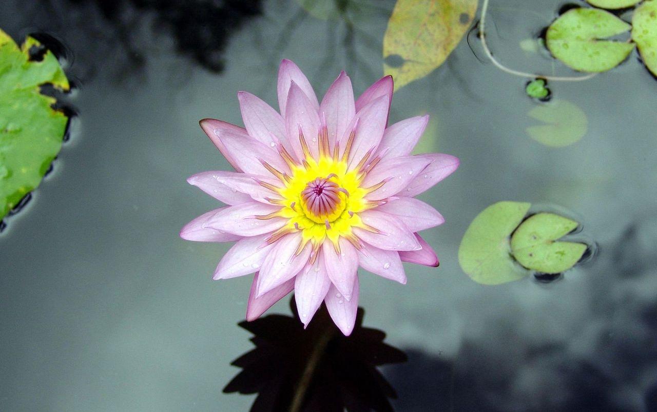 Water Flower Wallpapers Top Free Water Flower Backgrounds