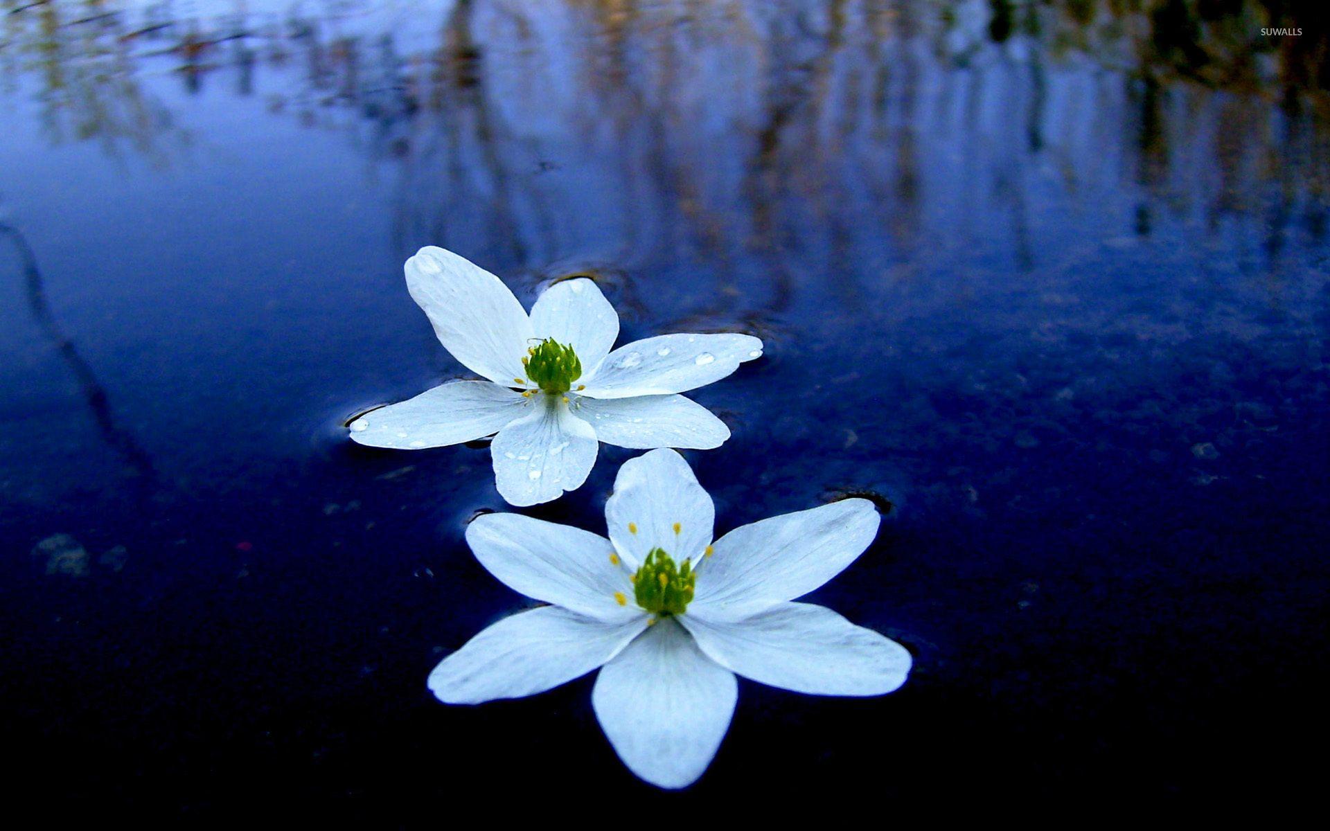 Water Flower Wallpapers Top Free Water Flower Backgrounds