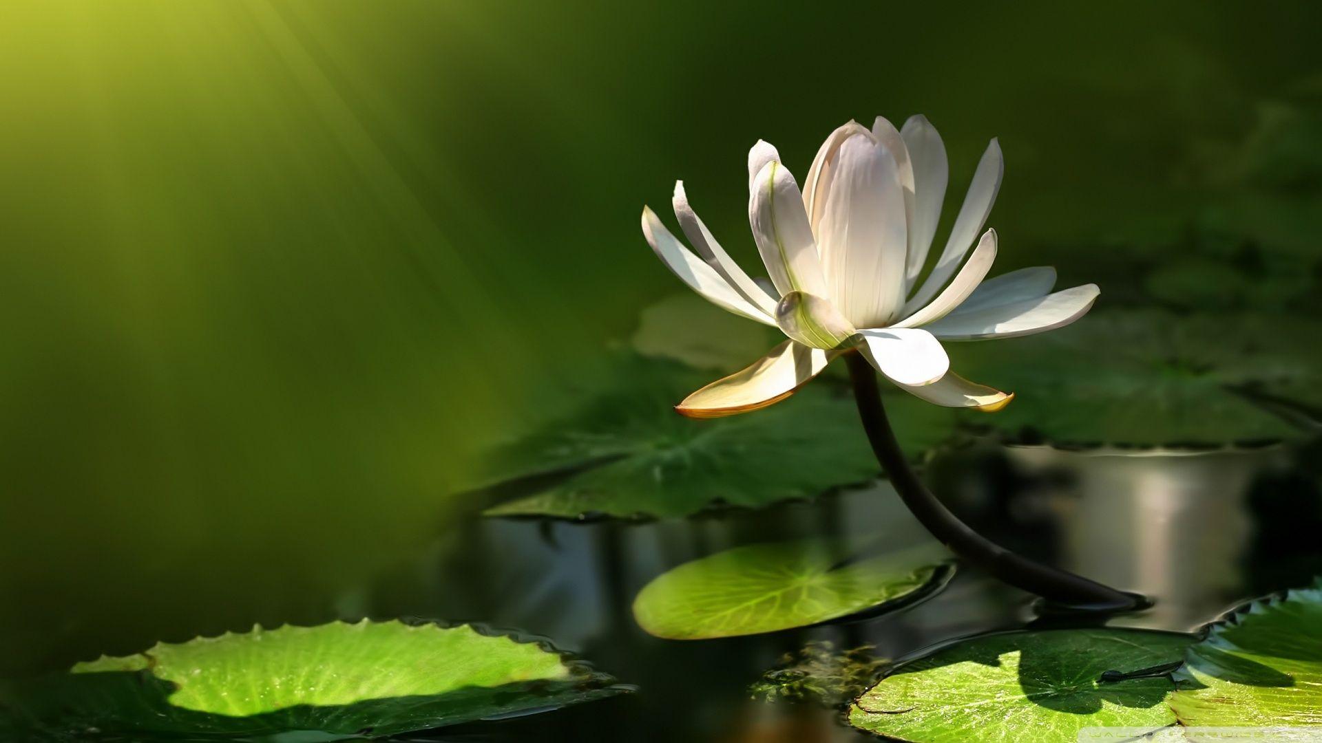 White Lotus Wallpapers Top Free White Lotus Backgrounds WallpaperAccess