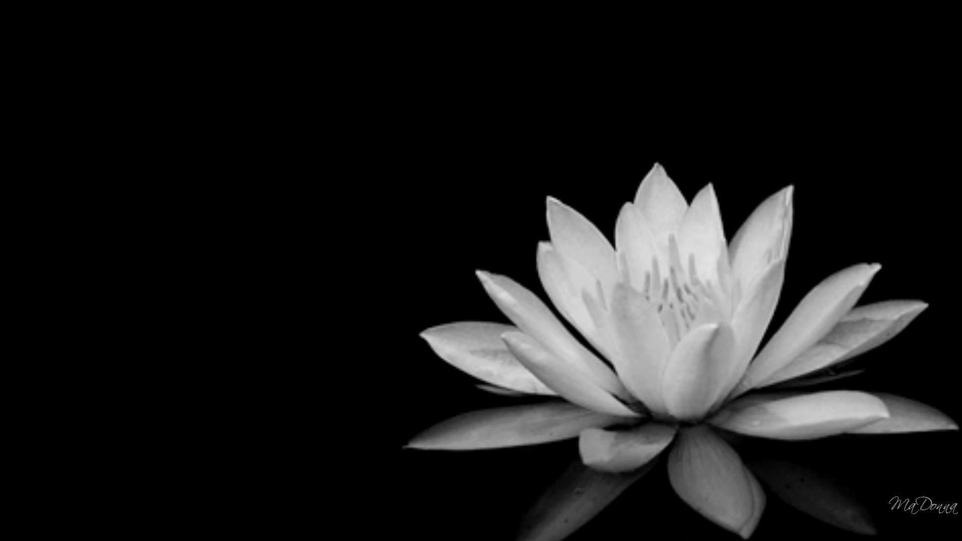 Black and White Lotus Desktop Wallpapers Top Free Black and White