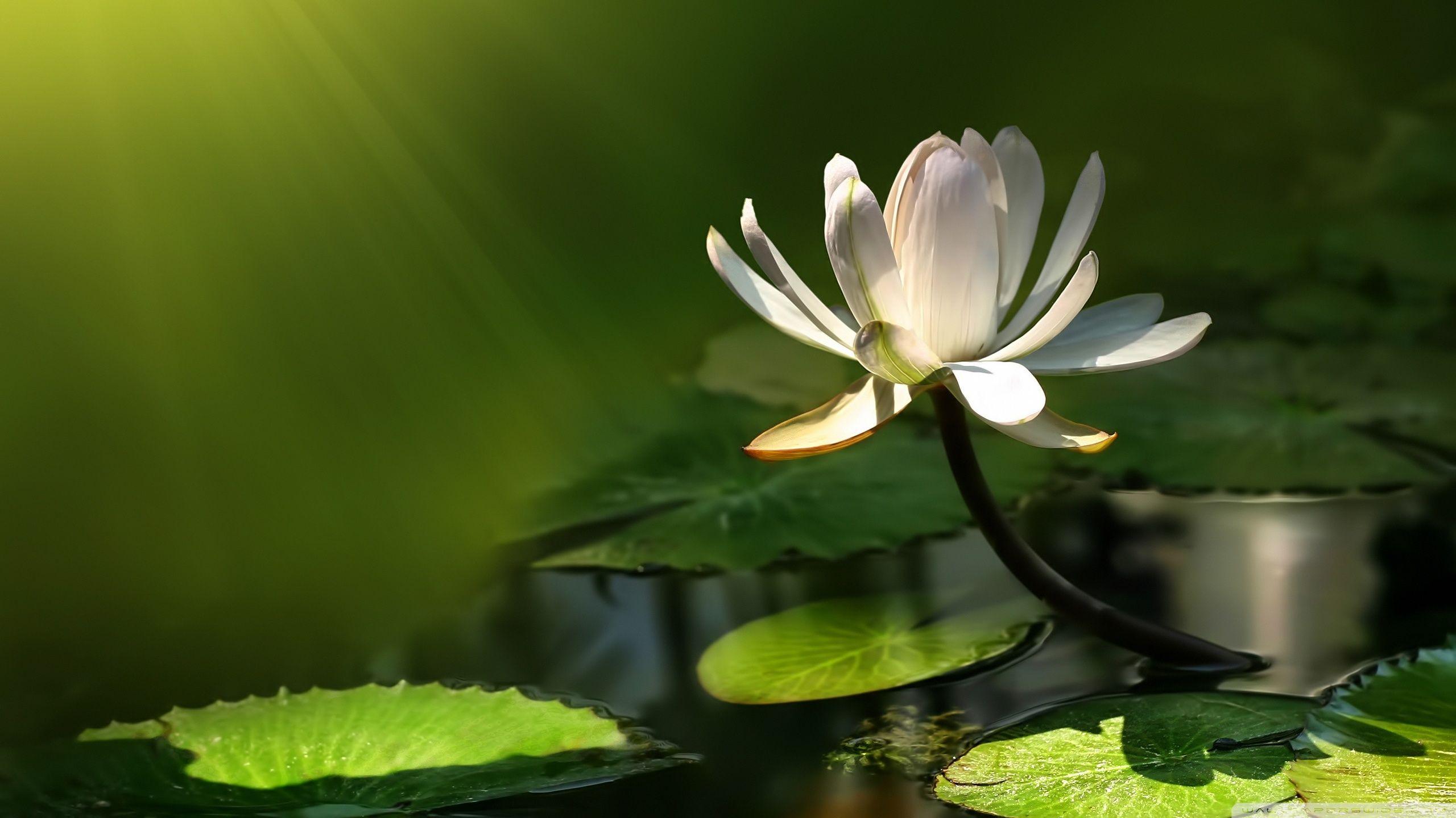 Zen Lotus Flower Wallpapers Top Free Zen Lotus Flower Backgrounds WallpaperAccess