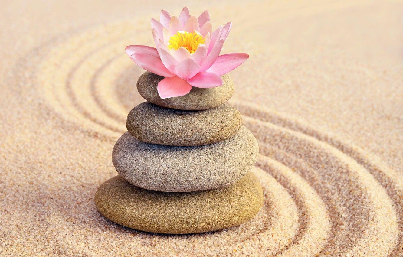 Zen Lotus HD Wallpapers Top Free Zen Lotus HD Backgrounds