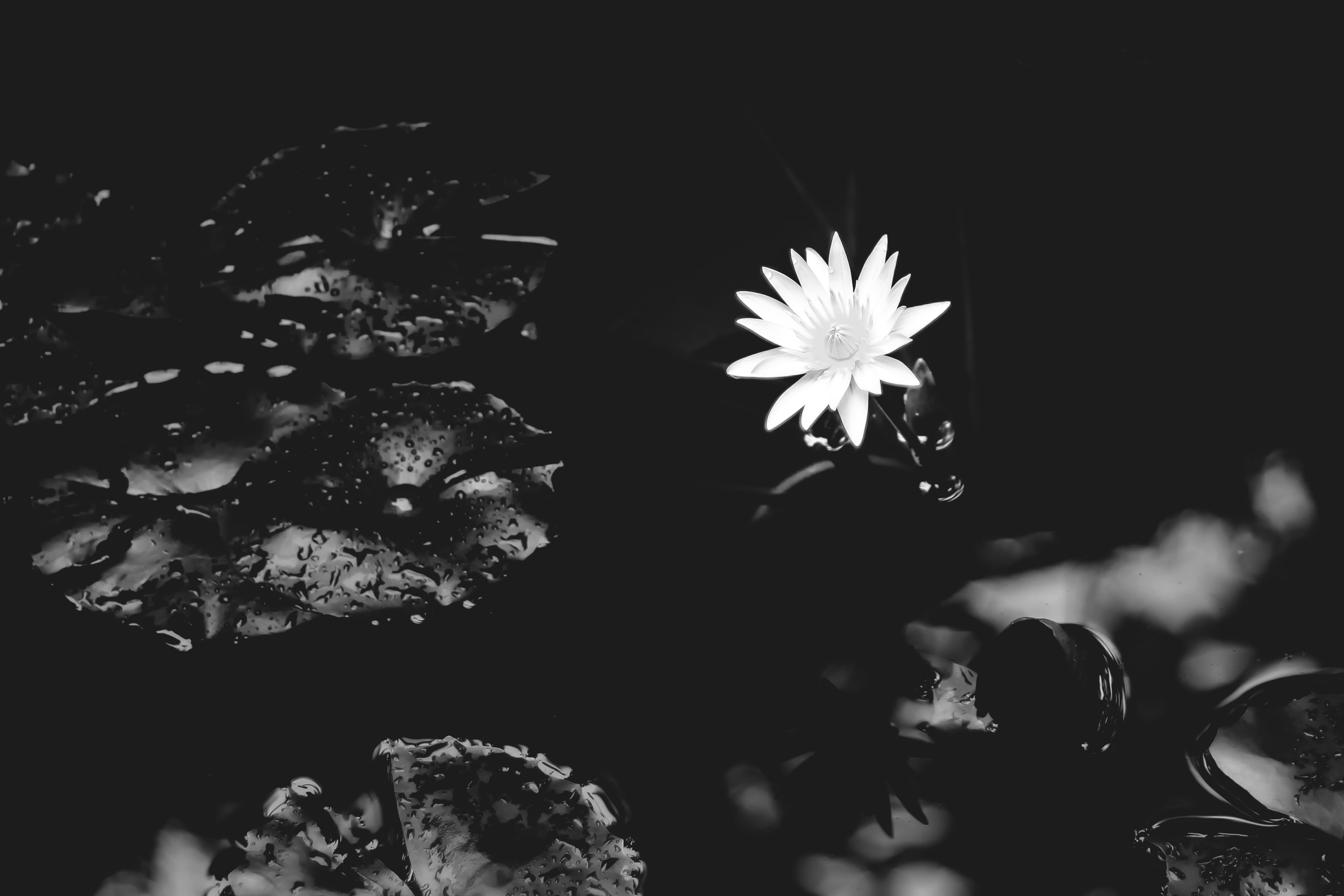 Black and White Lotus Desktop Wallpapers Top Free Black and White