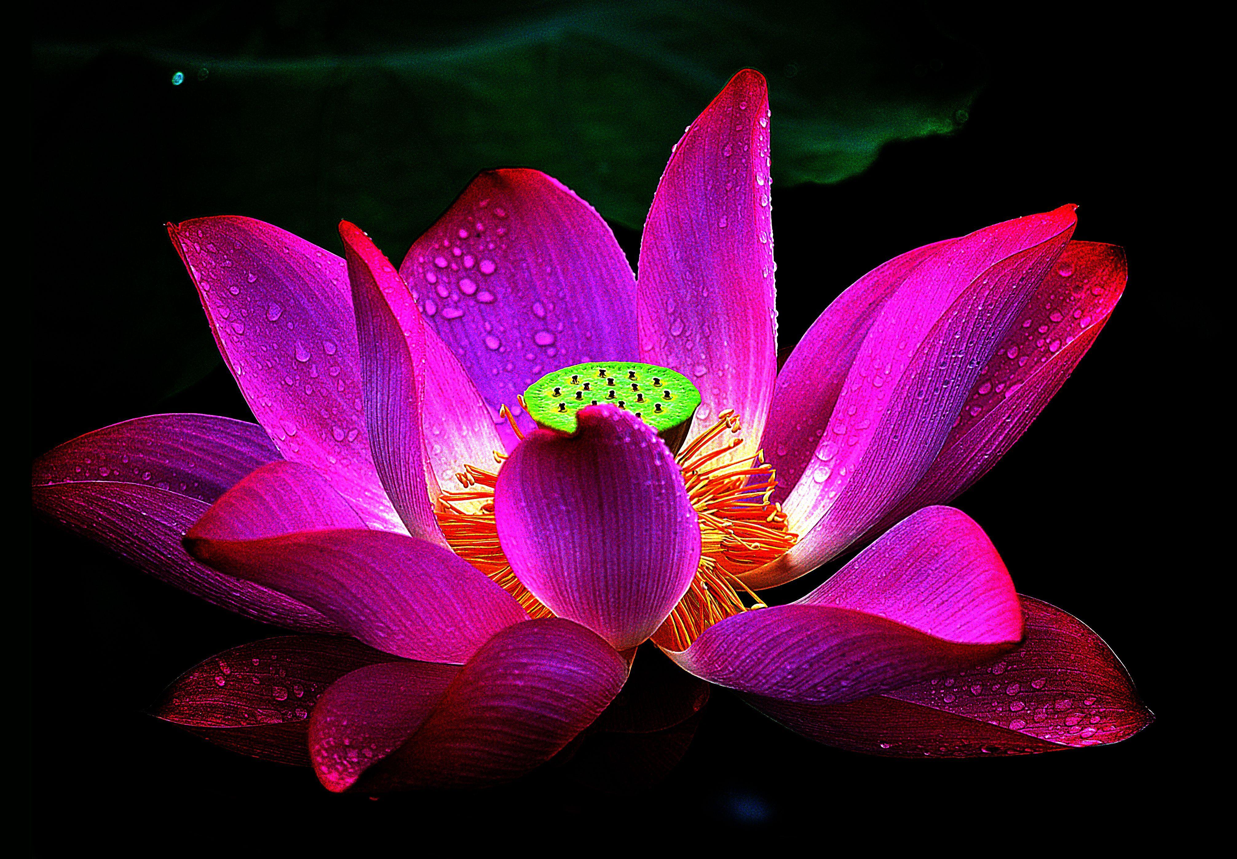 Purple Lotus Wallpapers Top Free Purple Lotus Backgrounds