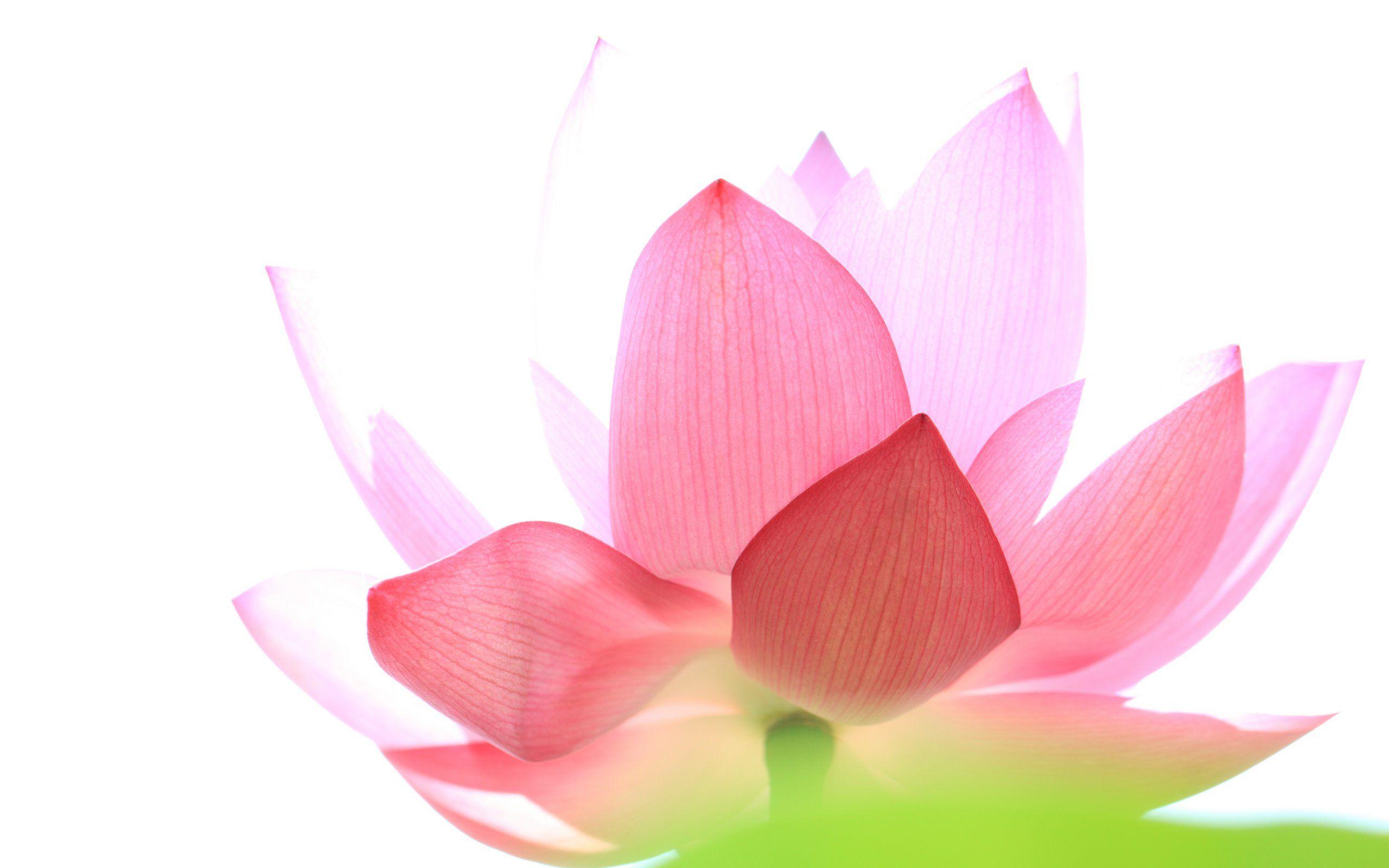Zen Lotus HD Wallpapers Top Free Zen Lotus HD Backgrounds WallpaperAccess