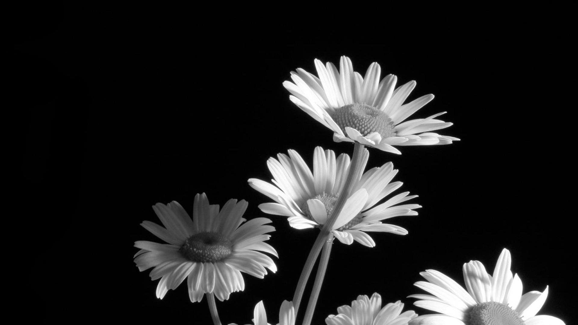 Black and White Daisy Wallpapers Top Free Black and White Daisy
