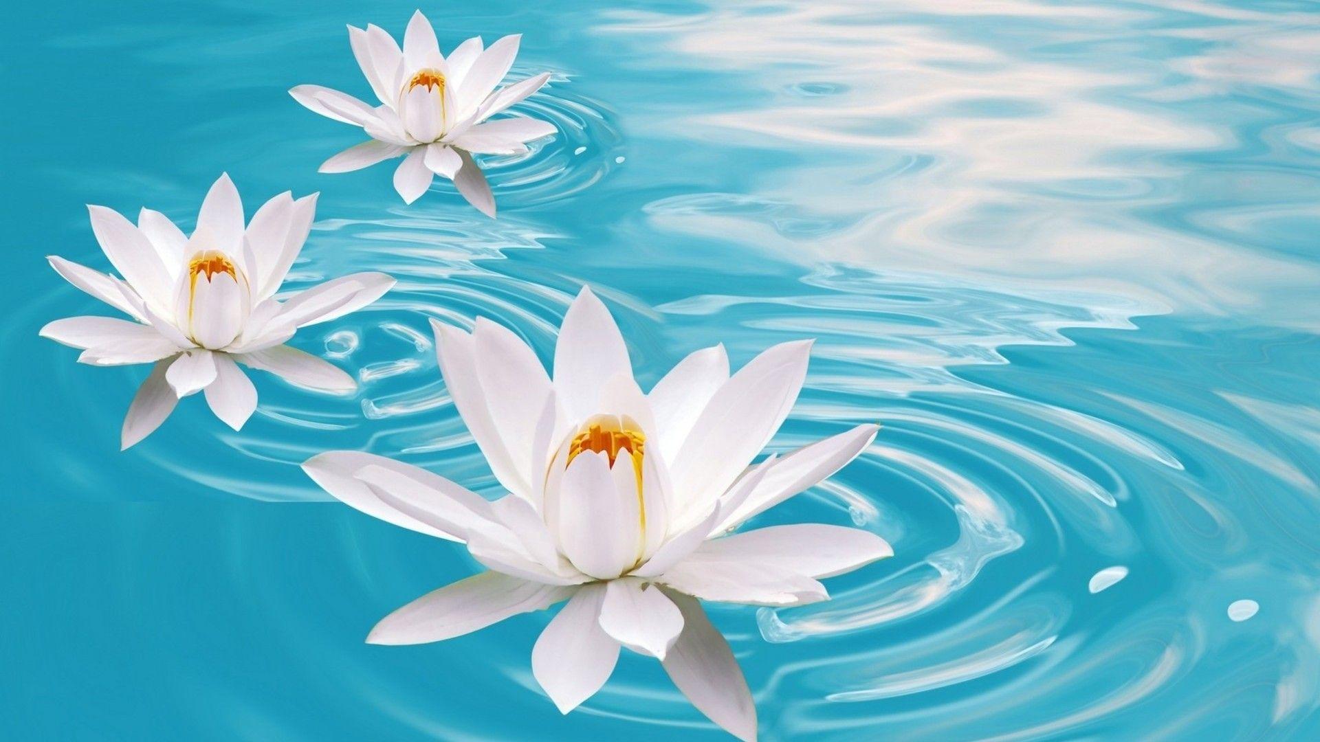 Zen Lotus HD Wallpapers Top Free Zen Lotus HD Backgrounds WallpaperAccess