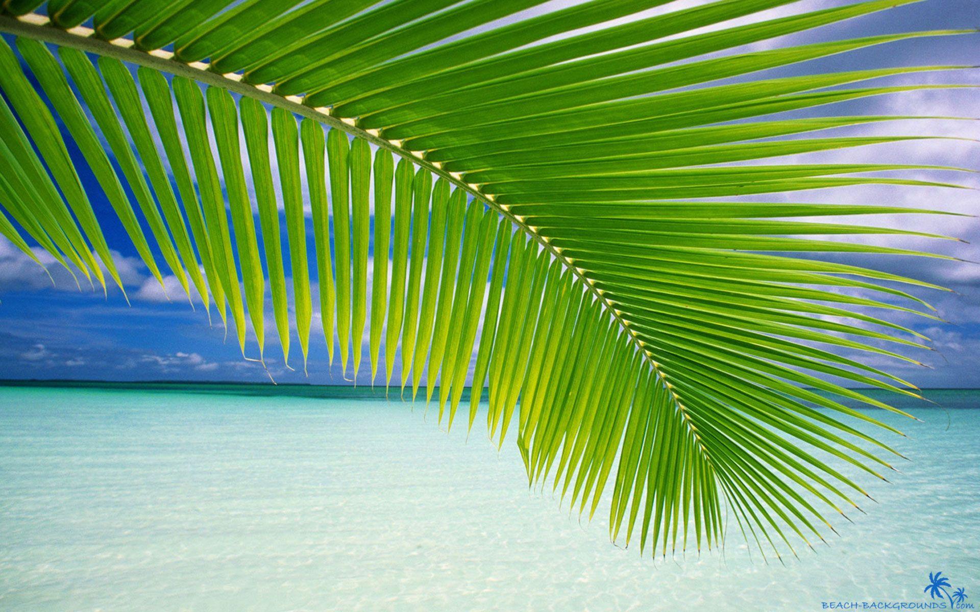 Palm Tree Desktop Wallpapers Top Free Palm Tree Desktop Backgrounds