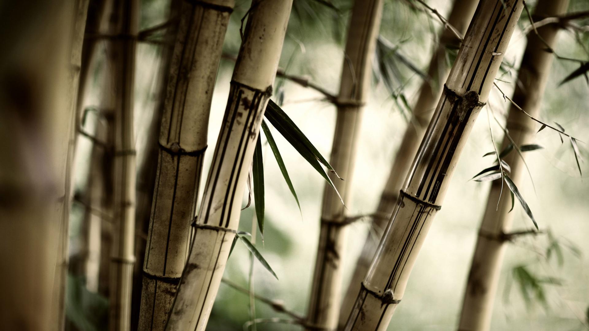Zen Bamboo Wallpapers Top Free Zen Bamboo Backgrounds WallpaperAccess