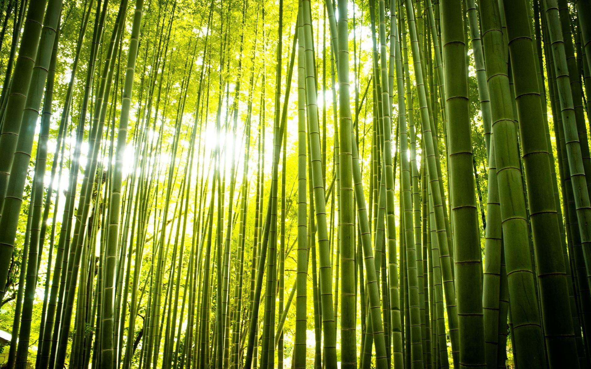 Zen Nature Wallpapers Top Free Zen Nature Backgrounds WallpaperAccess