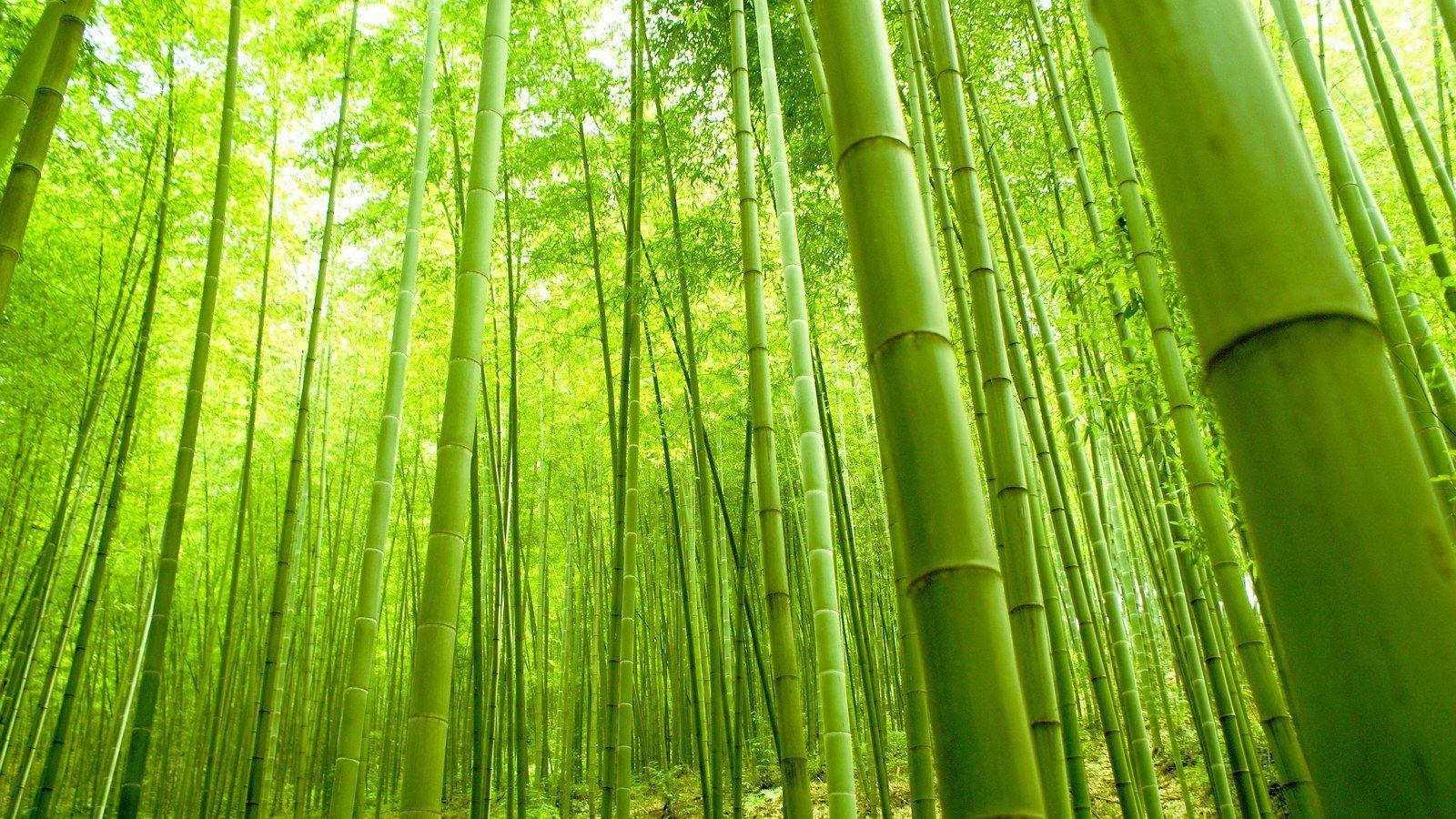 Zen Bamboo Wallpapers Top Free Zen Bamboo Backgrounds WallpaperAccess
