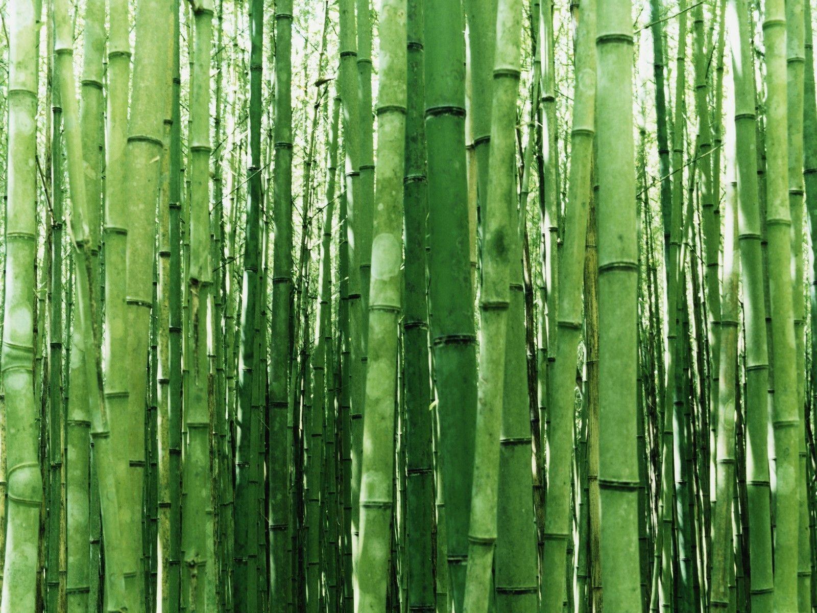 Zen Bamboo Wallpapers Top Free Zen Bamboo Backgrounds WallpaperAccess