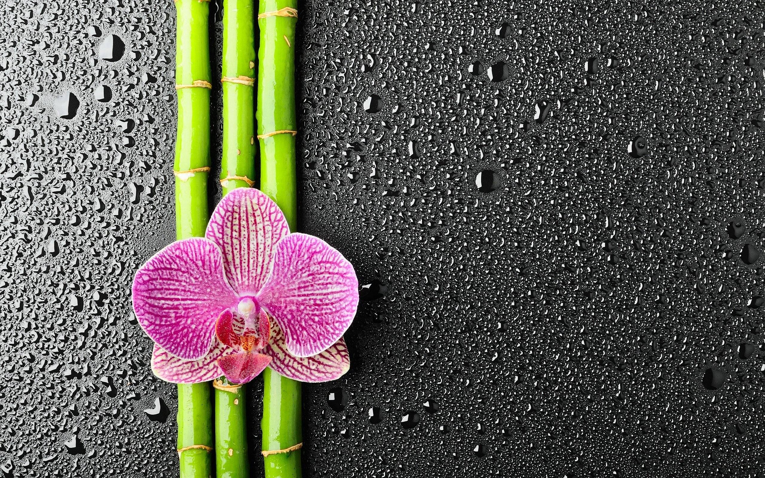 Zen Bamboo Wallpapers Top Free Zen Bamboo Backgrounds WallpaperAccess