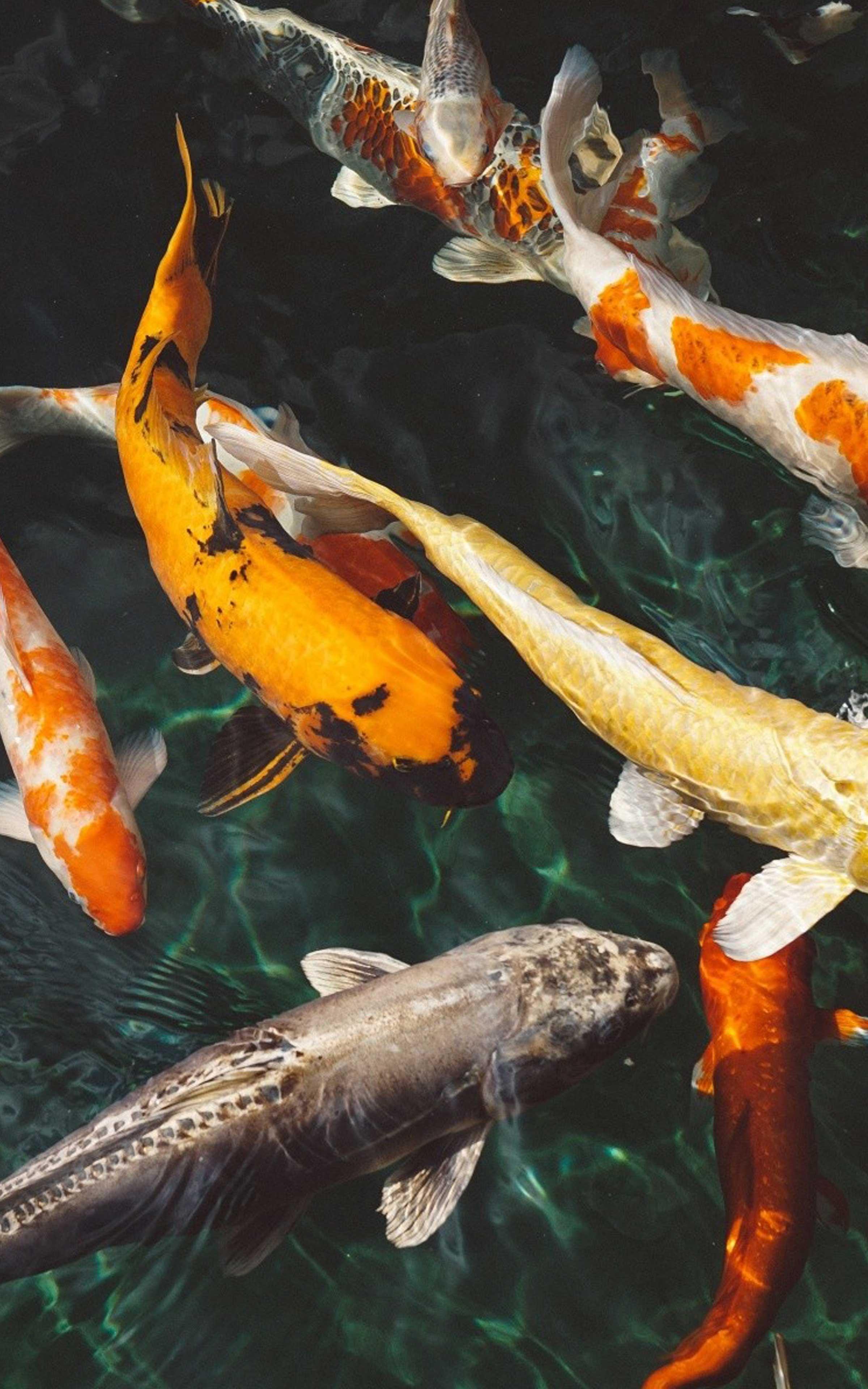 Koi Wallpapers Top Free Koi Backgrounds WallpaperAccess