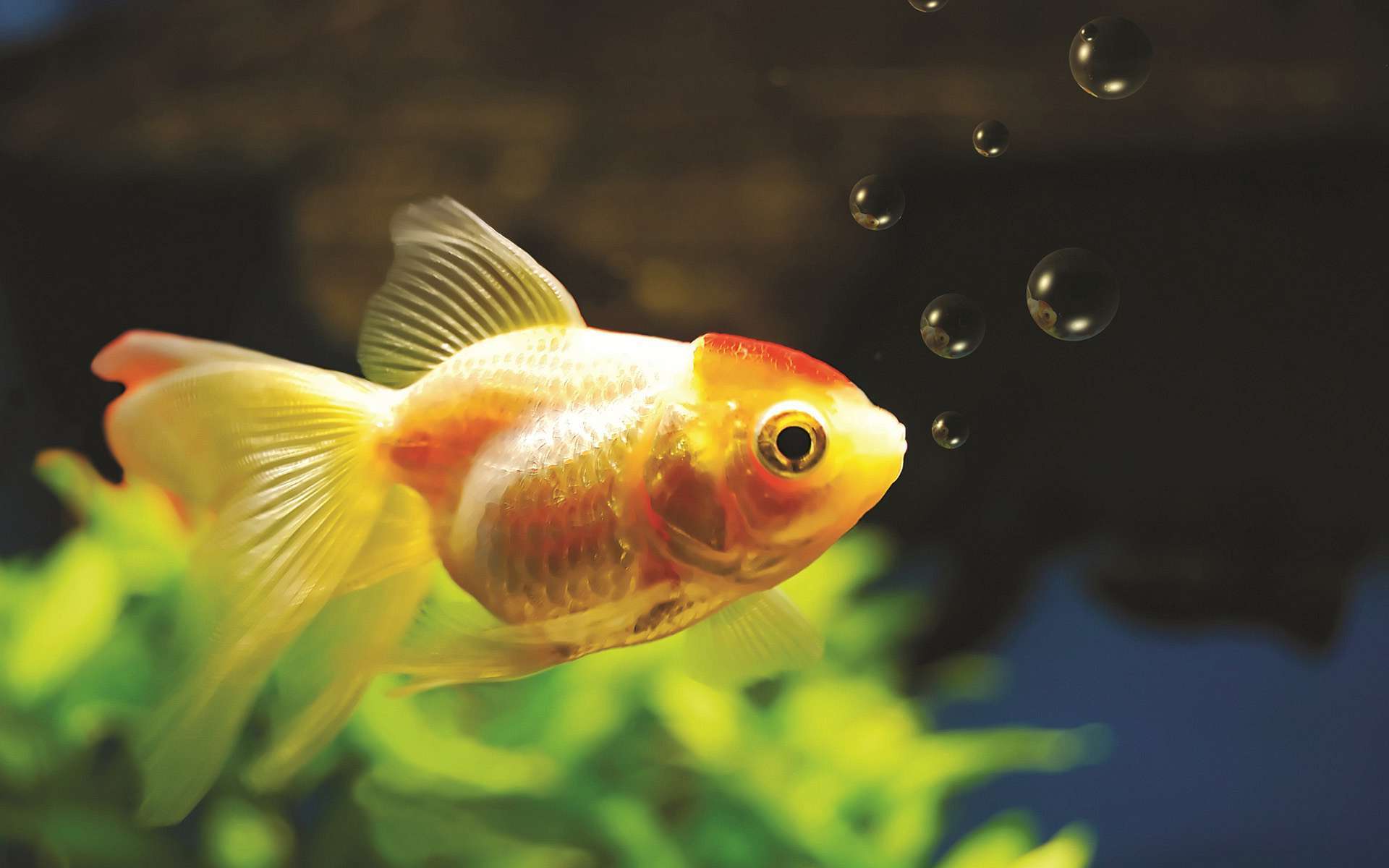 Goldfish Desktop Wallpapers Top Free Goldfish Desktop Backgrounds